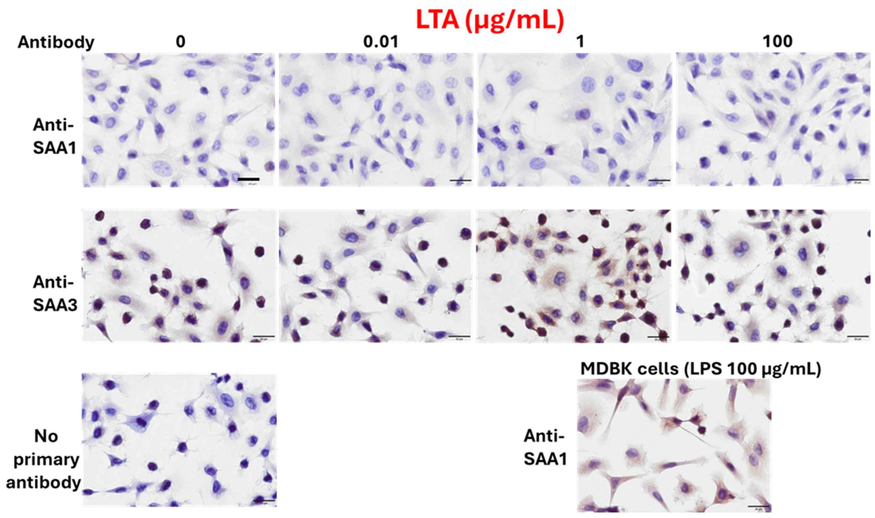 Pathogens 14 00729 g003