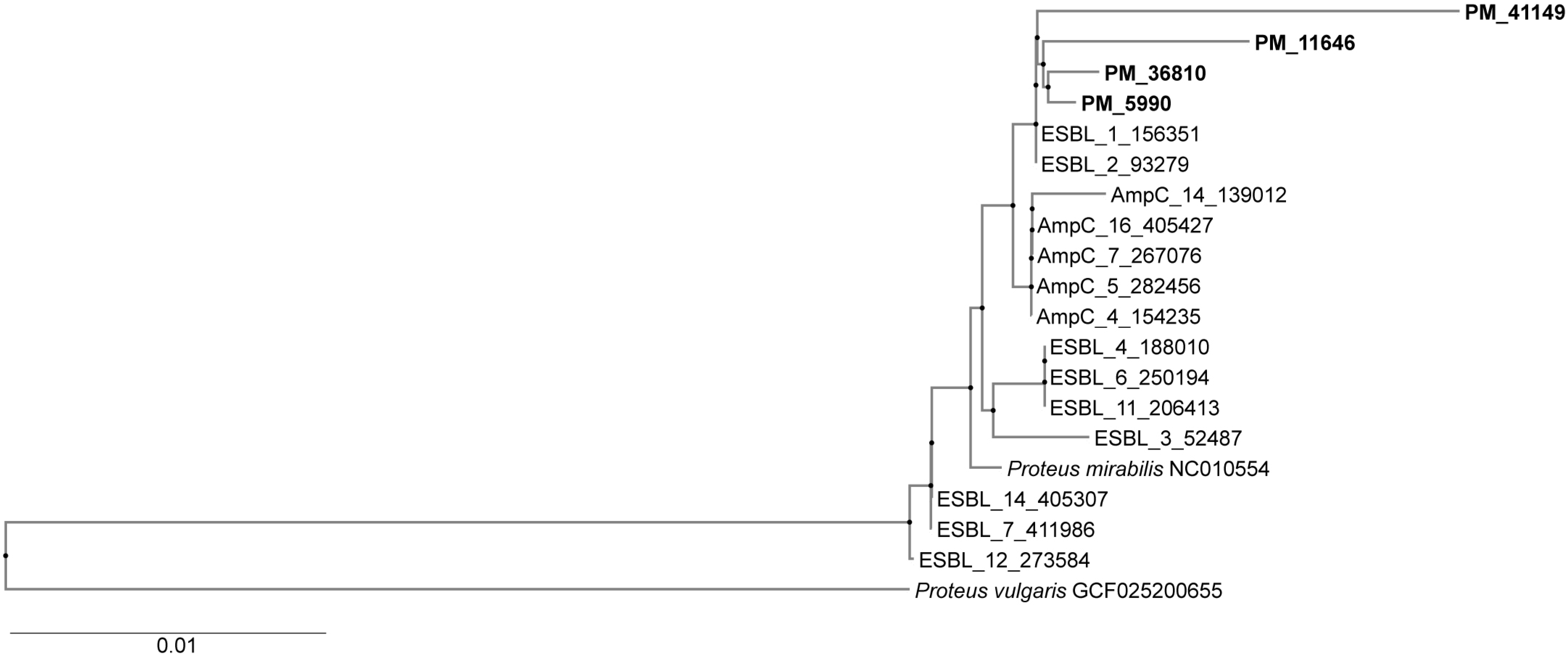 Pathogens 14 00737 g001