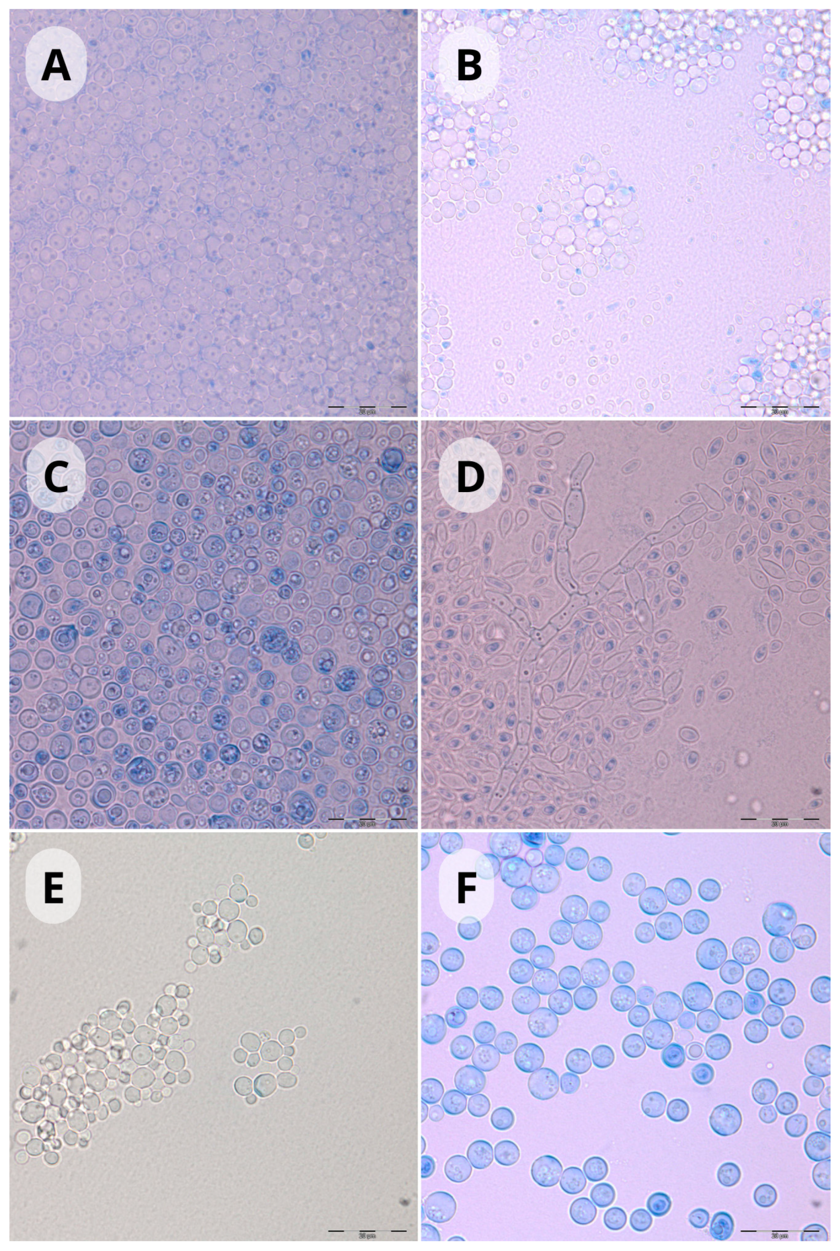 Pathogens 14 00744 g003