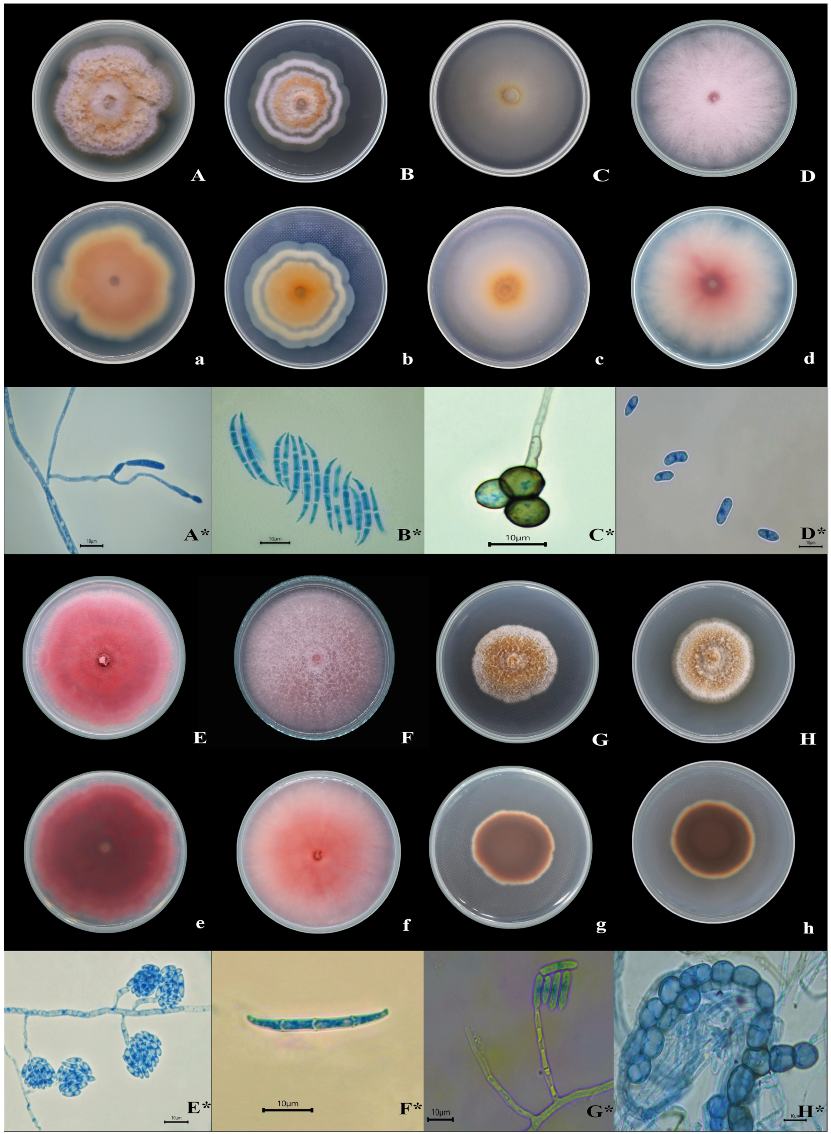 Pathogens 14 00746 g001