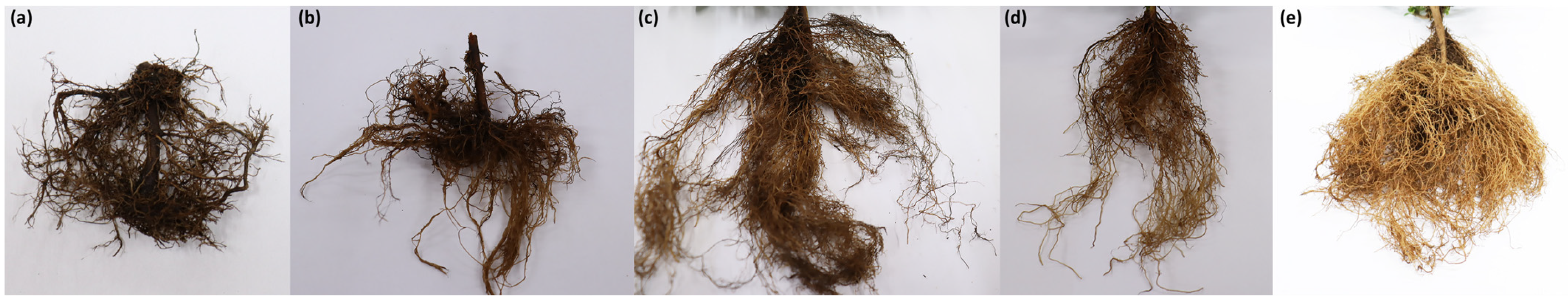 Pathogens 14 00746 g006