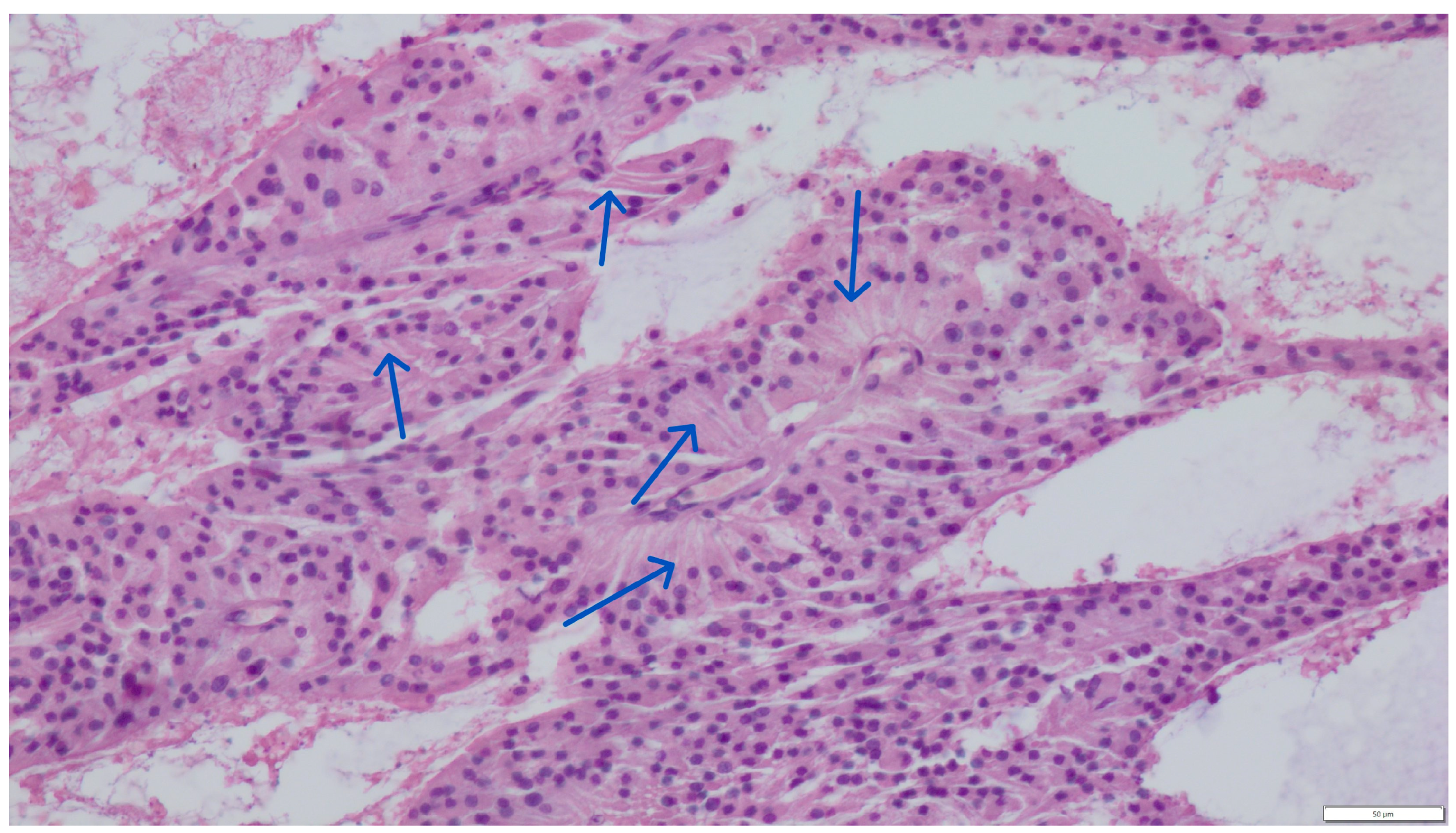 Pathogens 14 00752 g002 Pathogens 14 00752 g002