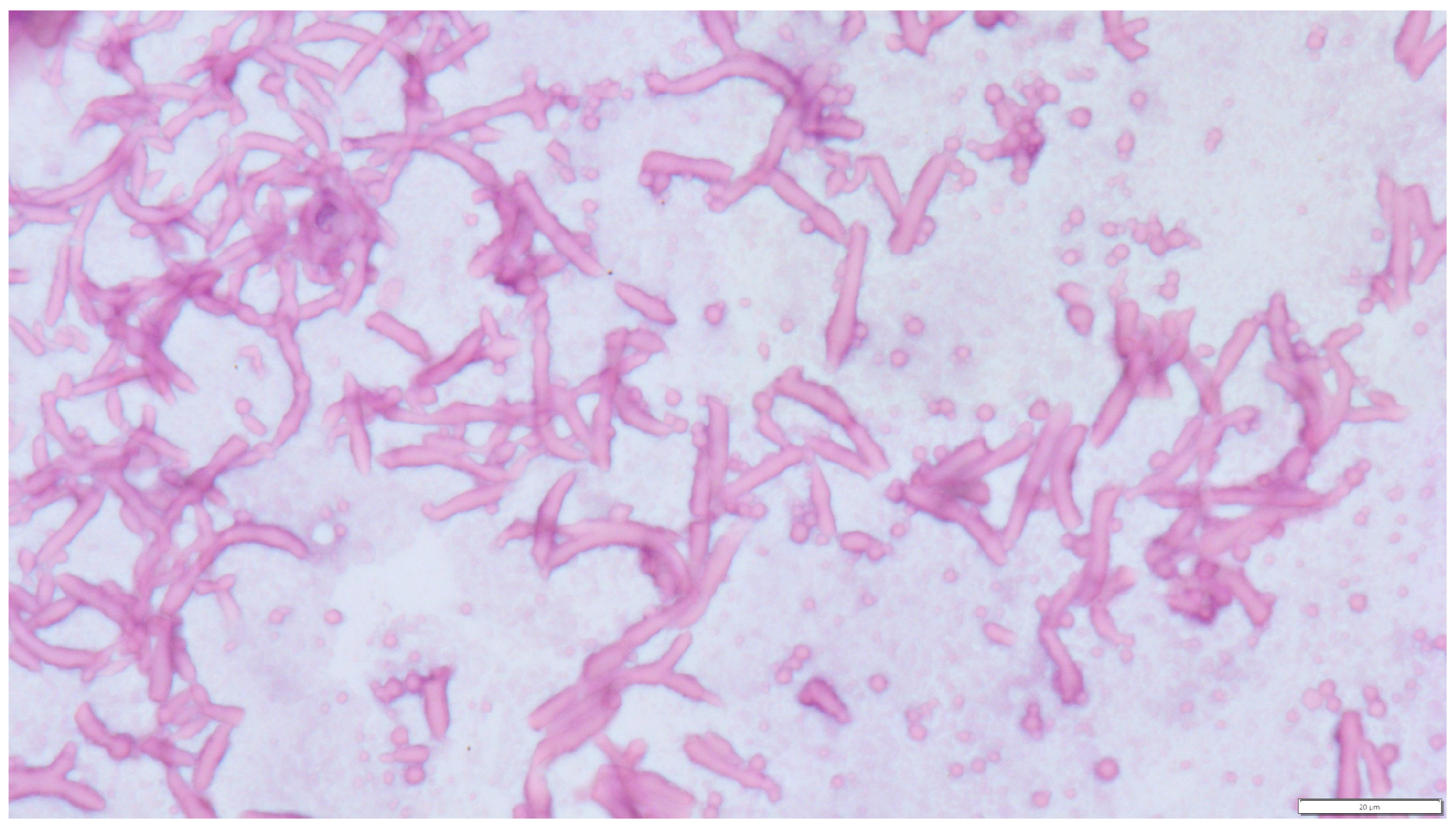 Pathogens 14 00752 g003 Pathogens 14 00752 g003