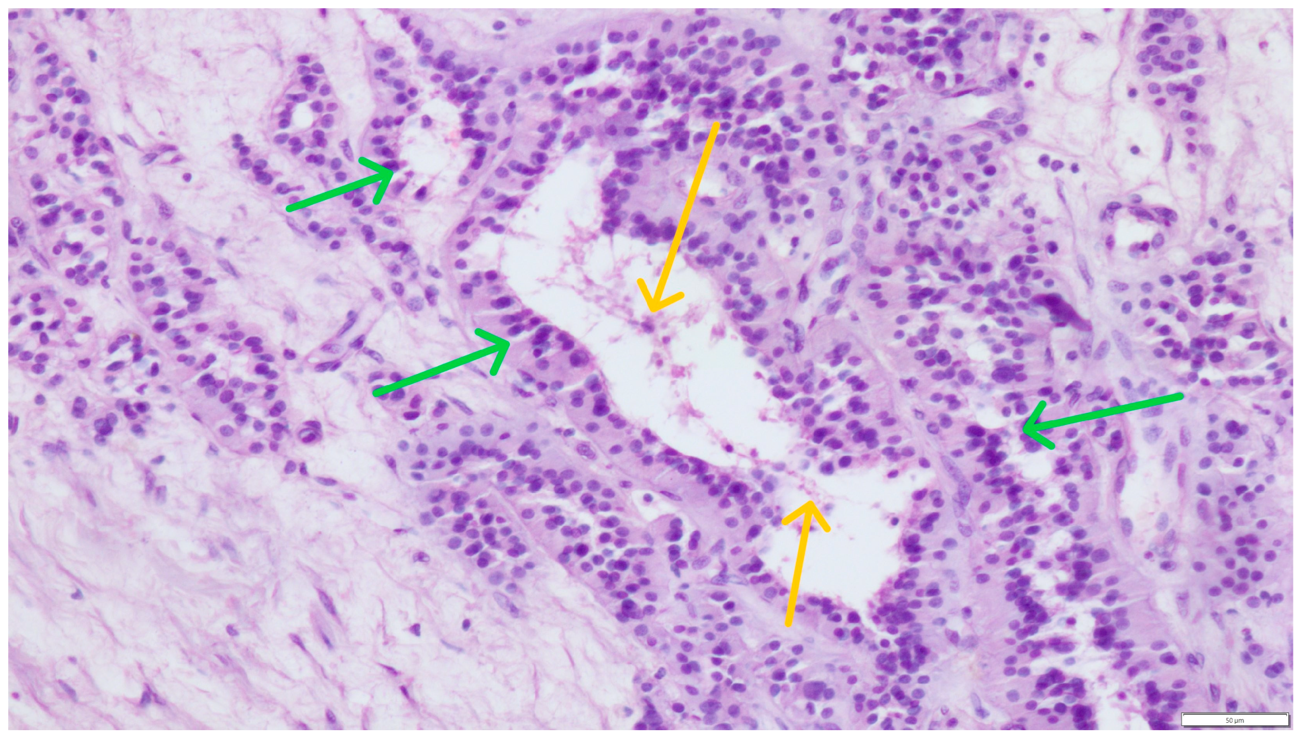 Pathogens 14 00752 g004 Pathogens 14 00752 g004