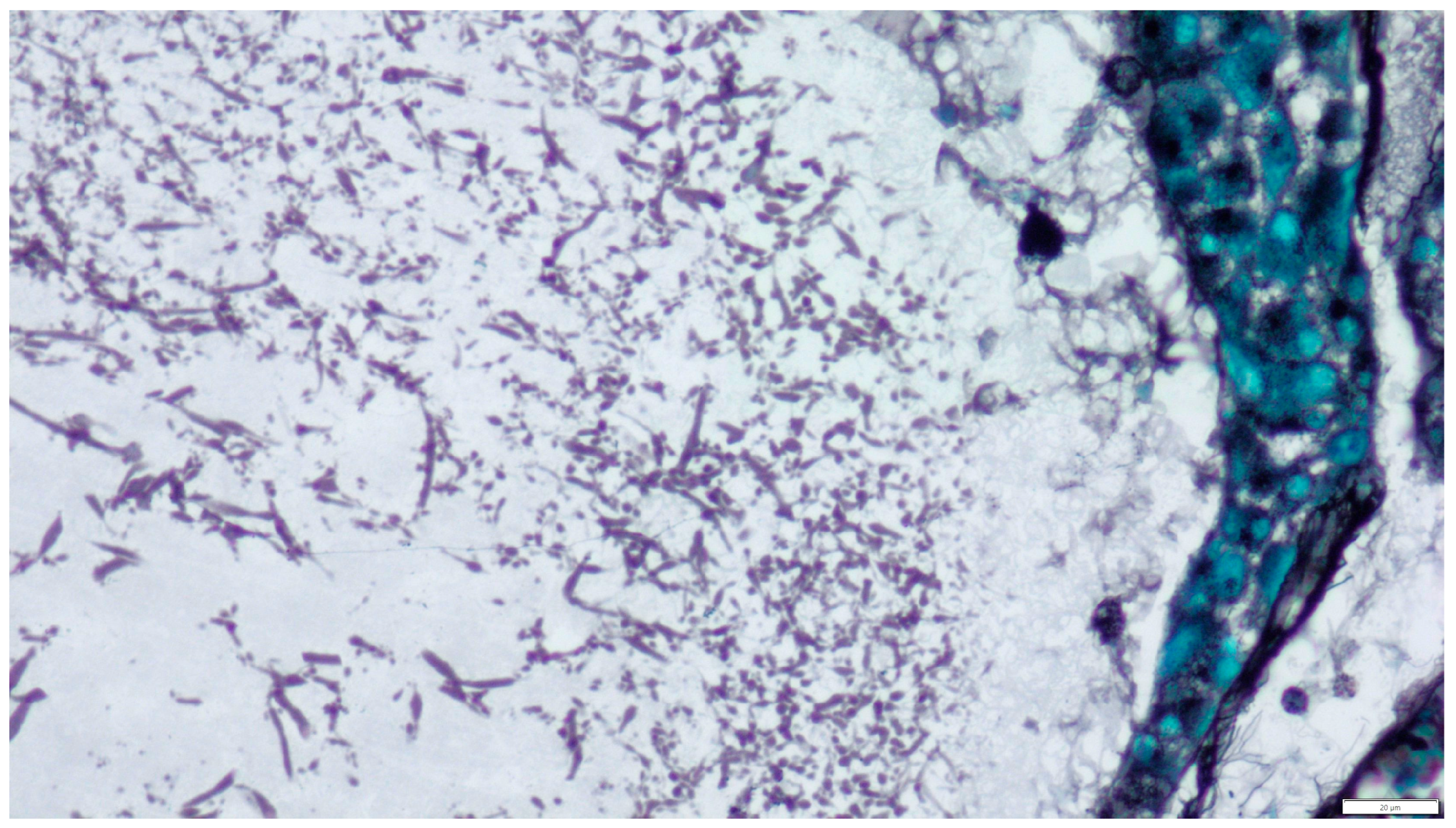 Pathogens 14 00752 g005 Pathogens 14 00752 g005