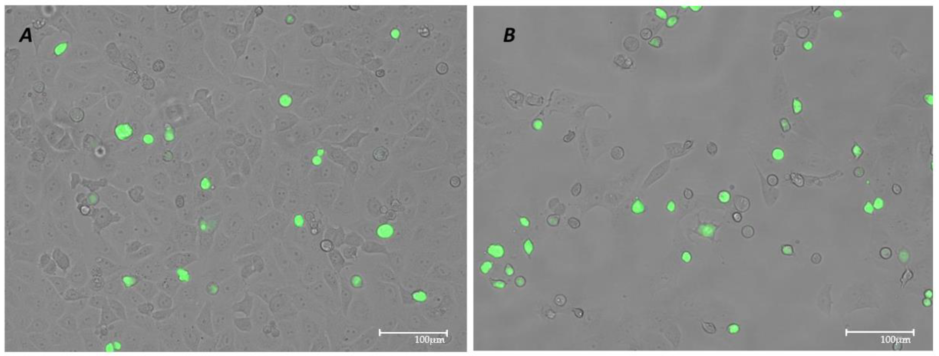 Pathogens 14 00765 g002
