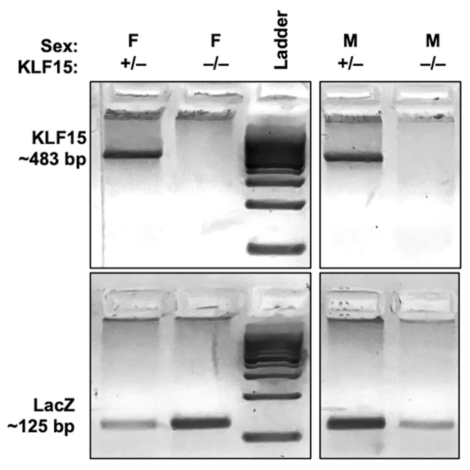 Pathogens 14 00823 g001 Pathogens 14 00823 g001