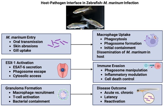 Pathogens 14 00908 g001
