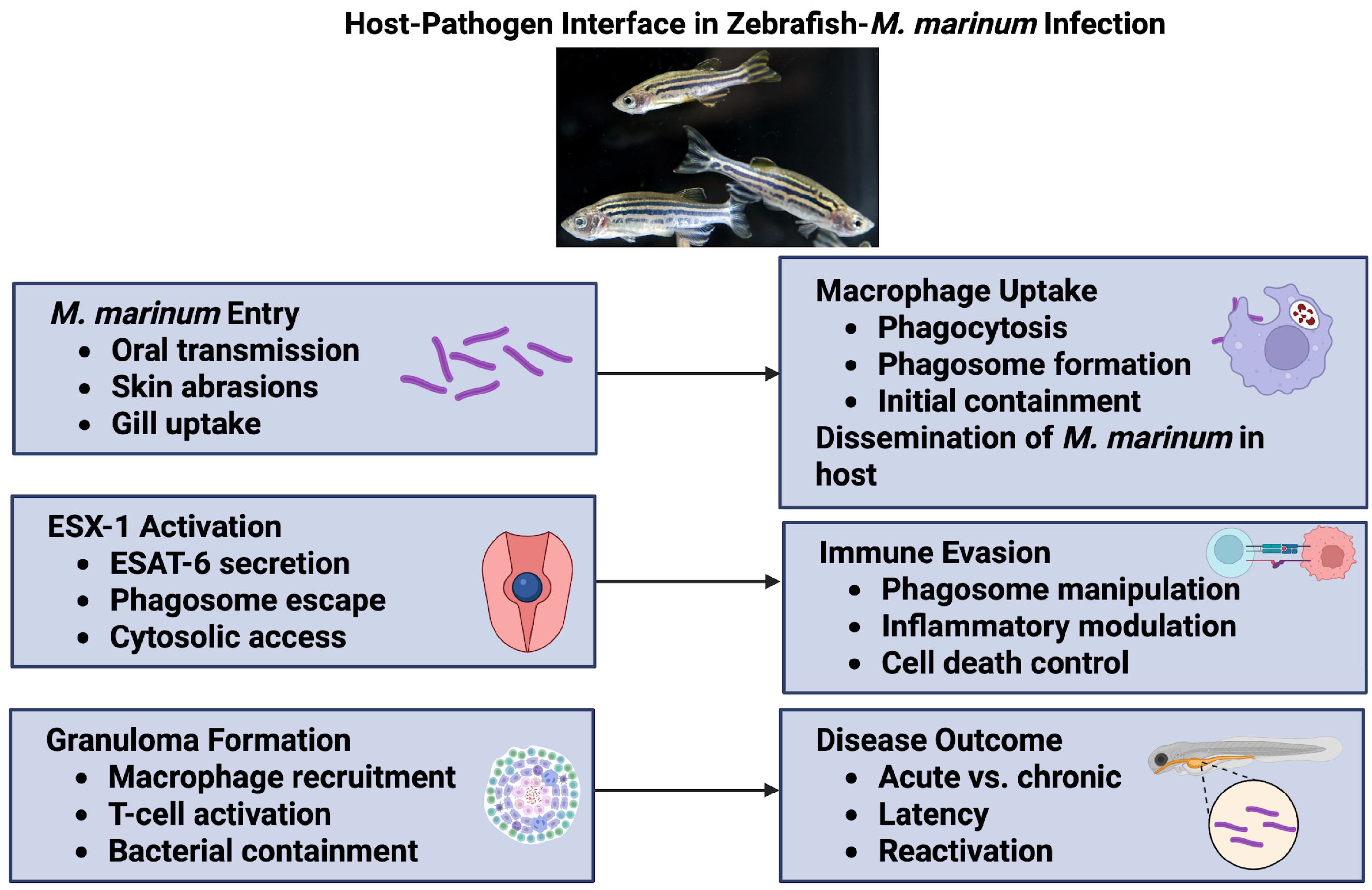 Pathogens 14 00908 g001 Pathogens 14 00908 g001