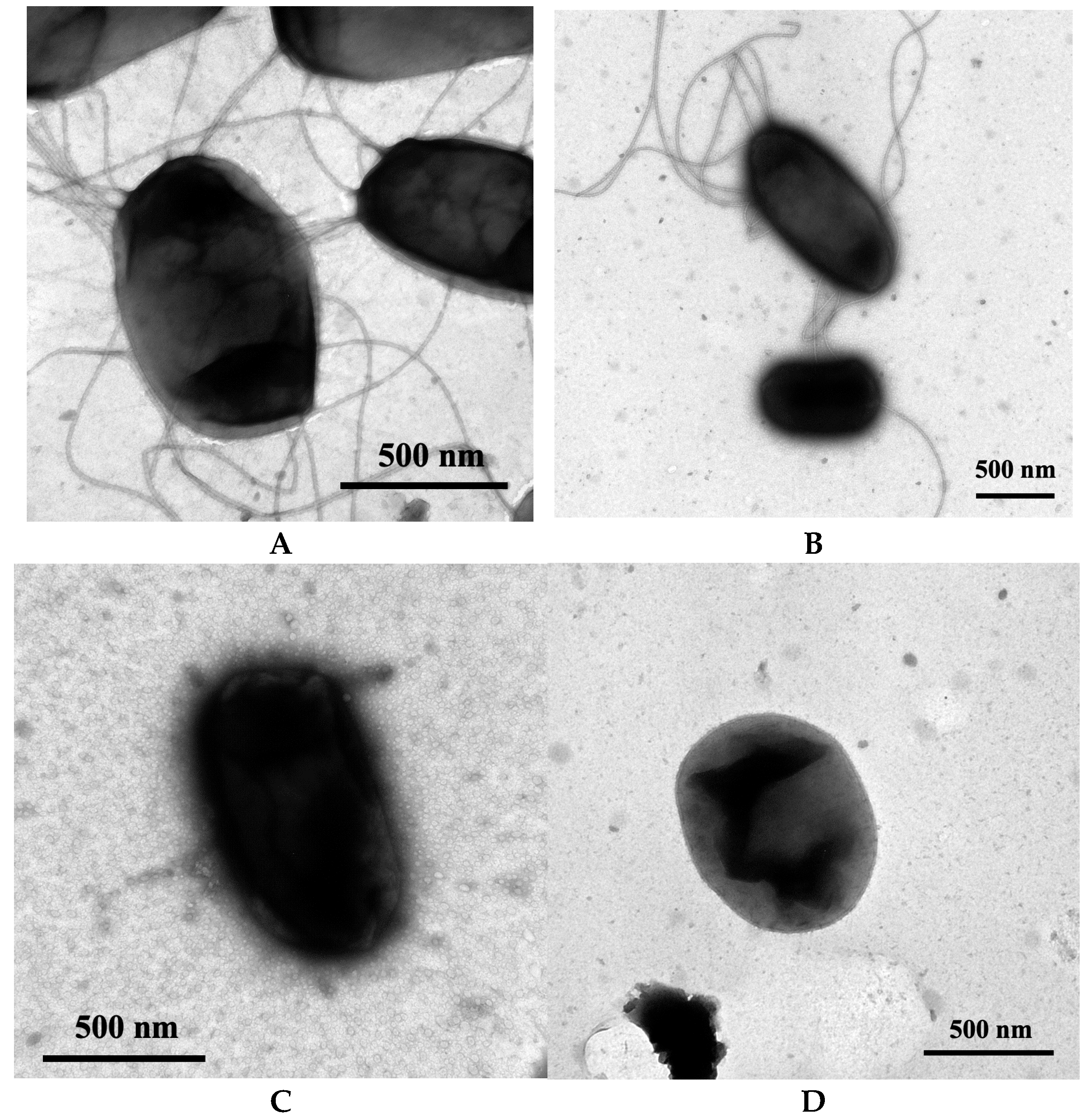 Pathogens 14 00968 g001