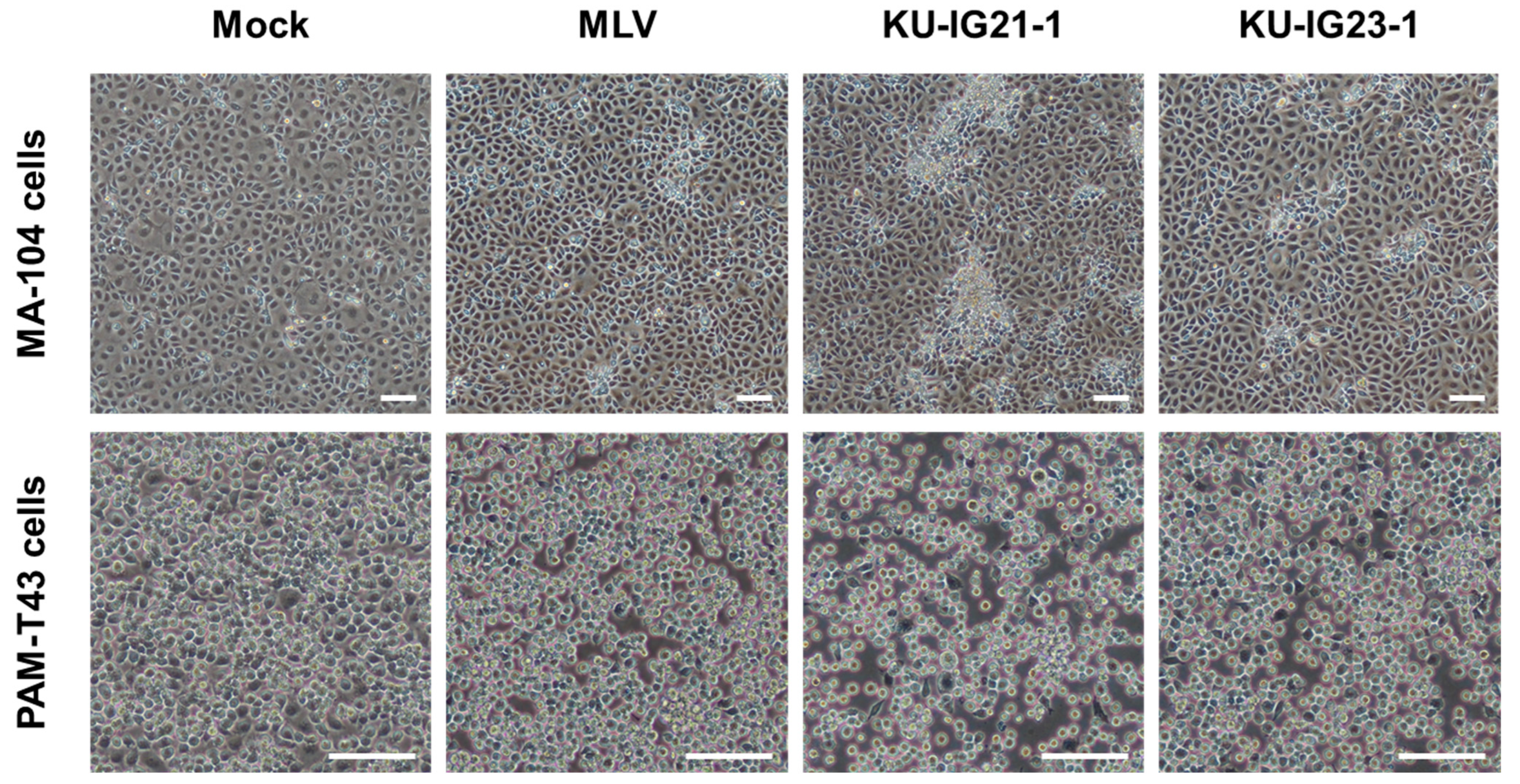 Pathogens 14 00990 g001 Pathogens 14 00990 g001