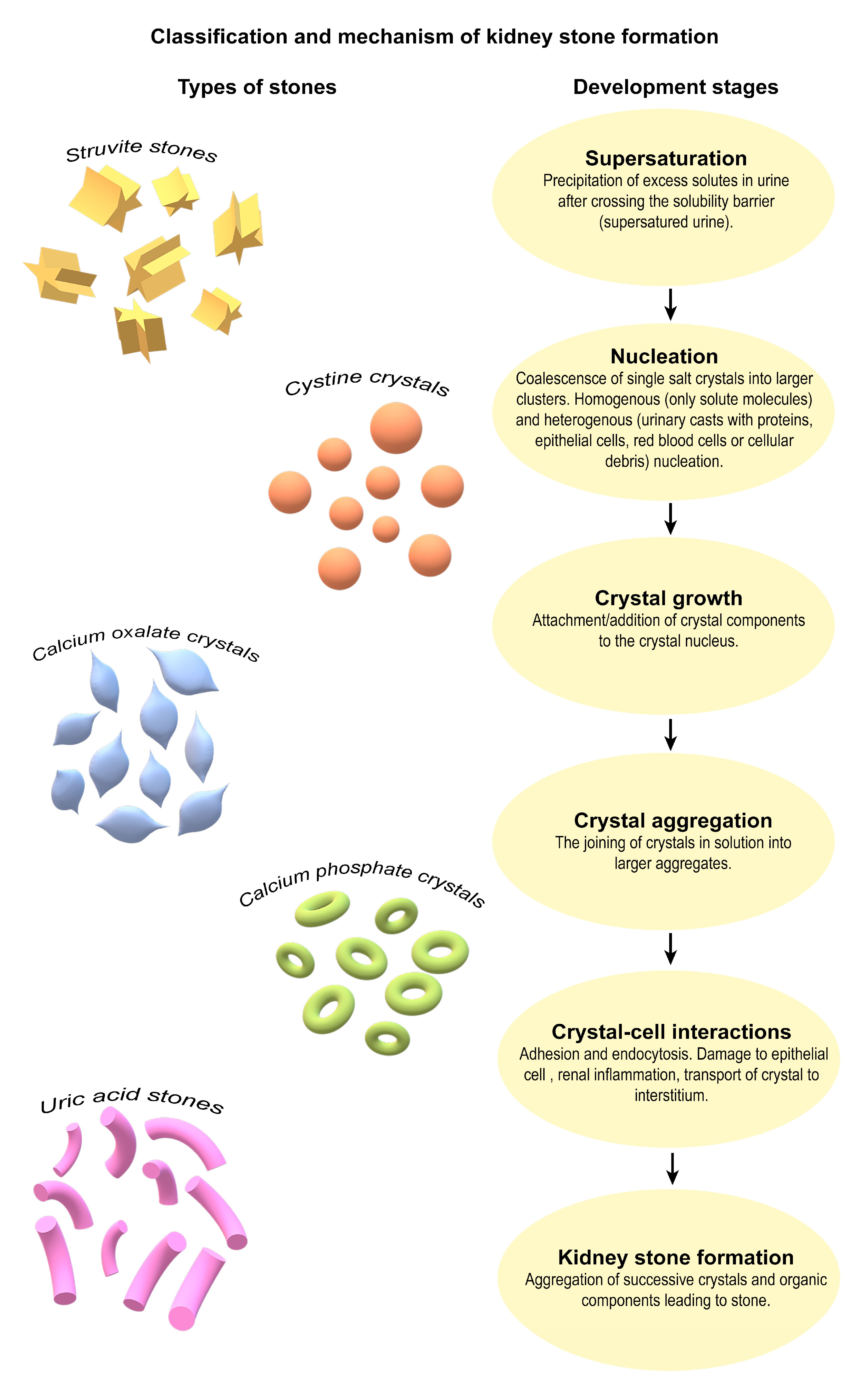 Pathogens 14 00991 g001 Pathogens 14 00991 g001