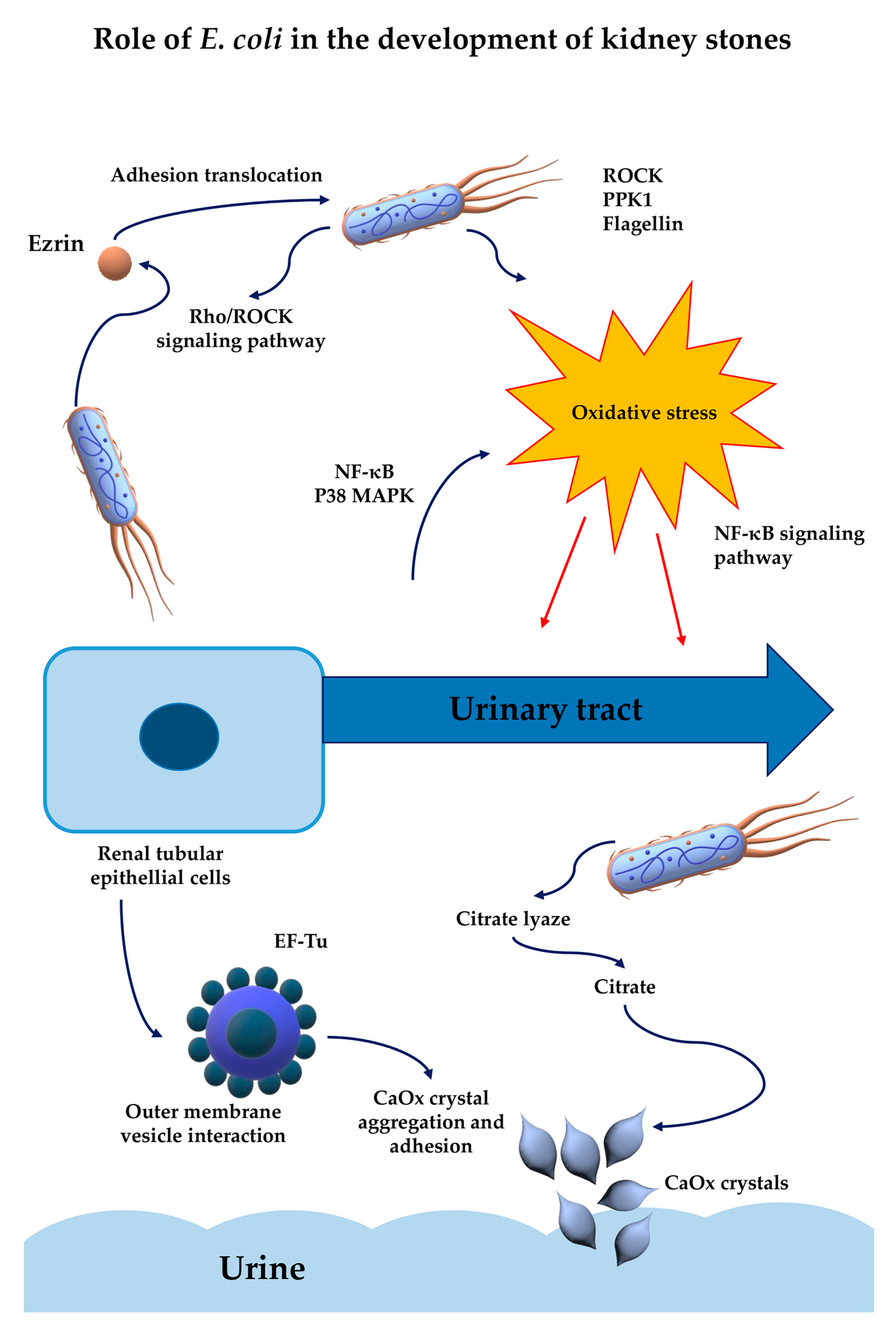 Pathogens 14 00991 g002 Pathogens 14 00991 g002
