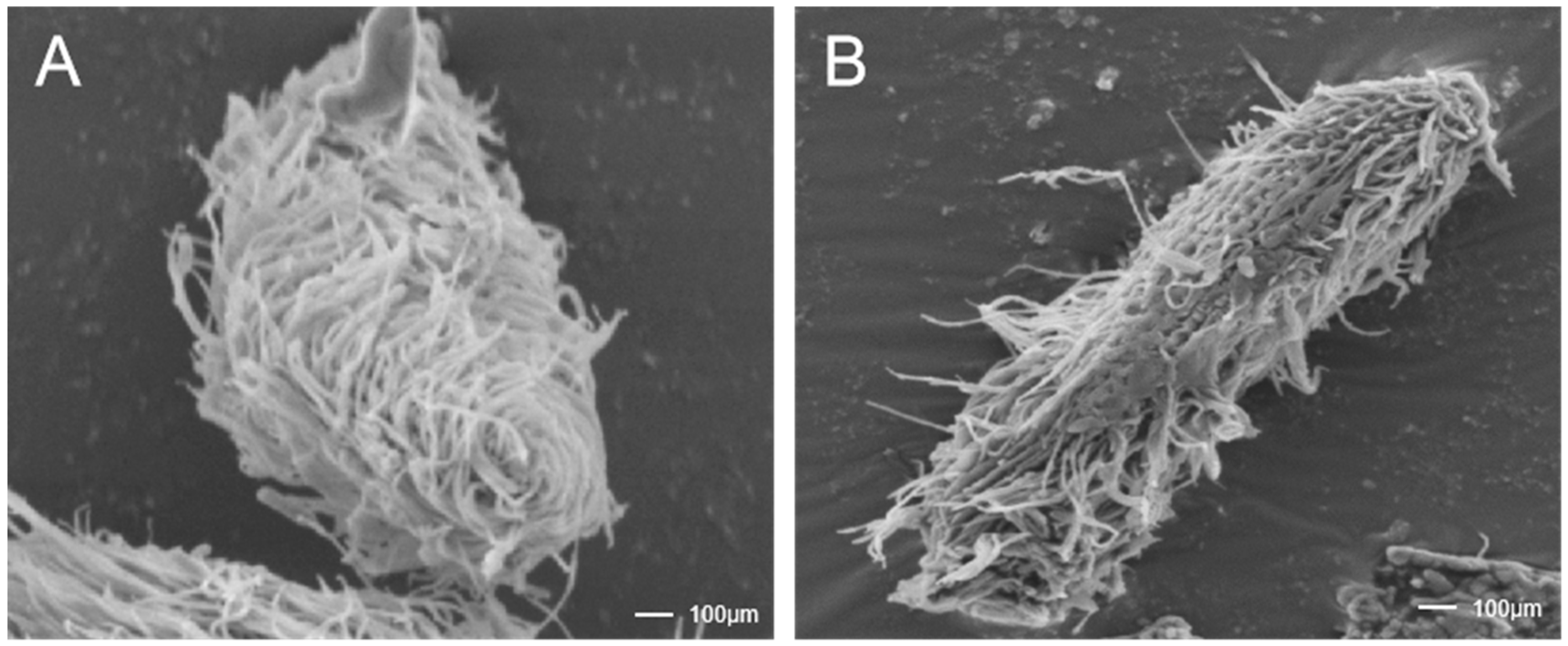 Pathogens 14 01069 g002