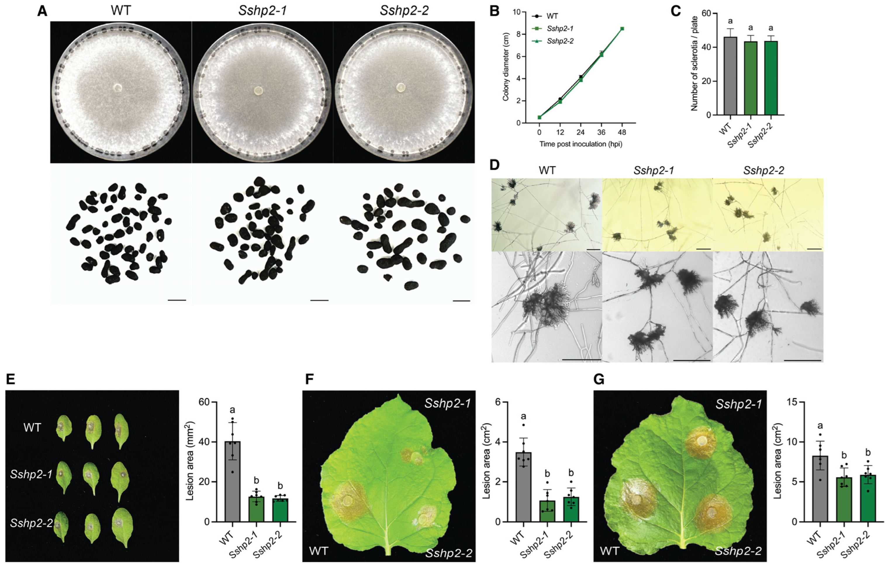 Pathogens 14 01131 g003 Pathogens 14 01131 g003