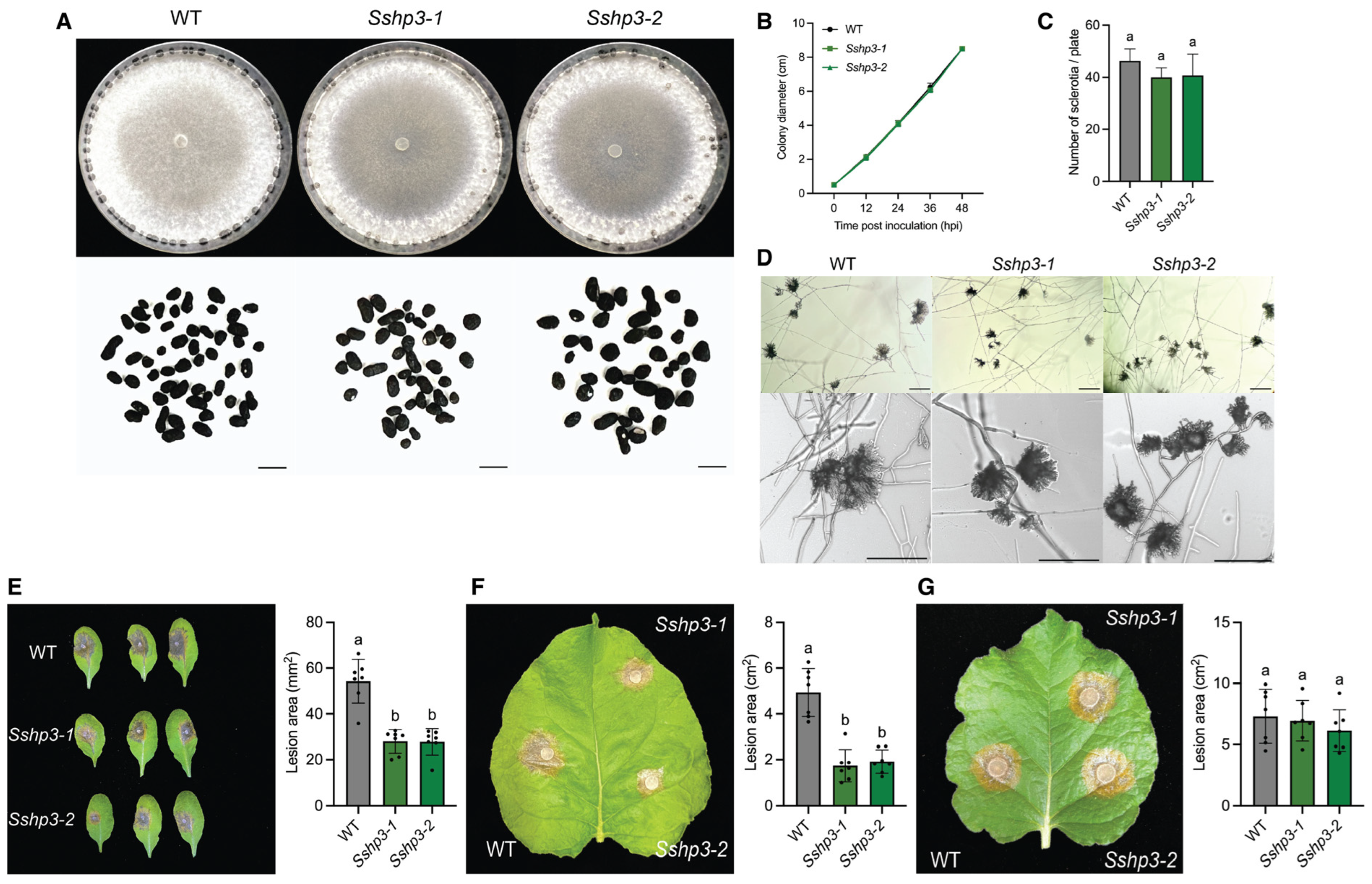 Pathogens 14 01131 g004 Pathogens 14 01131 g004