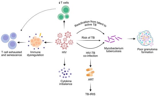 Global trends and geographic distribution of HIV-TB syndemic: (a) TB and HIV-TB co-infection are shown per 100,000 population per year, while HIV infection is presented per 1,000,000 population per year. (b) Global distribution of HIV-TB co-infection. Darker shades signify countries with the heaviest syndemic burden. Data adapted from World Health Organization estimates on TB Disease Burden, 2024 [82].