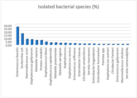 Percentage distribution of bacterial species isolated from all sampled swifts in the present study.