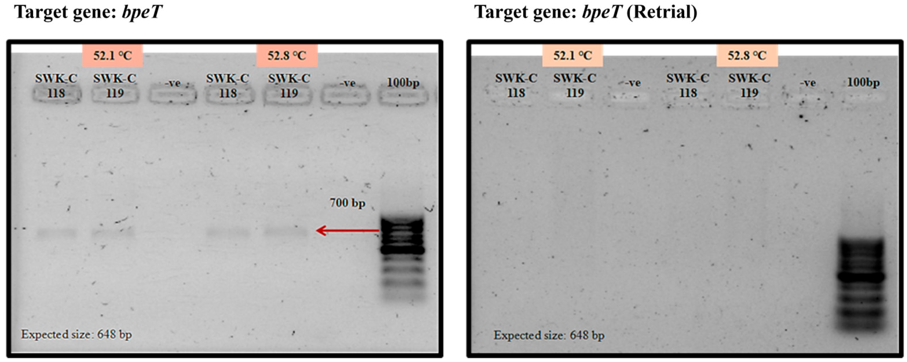 Pathogens 15 00110 g006 Pathogens 15 00110 g006