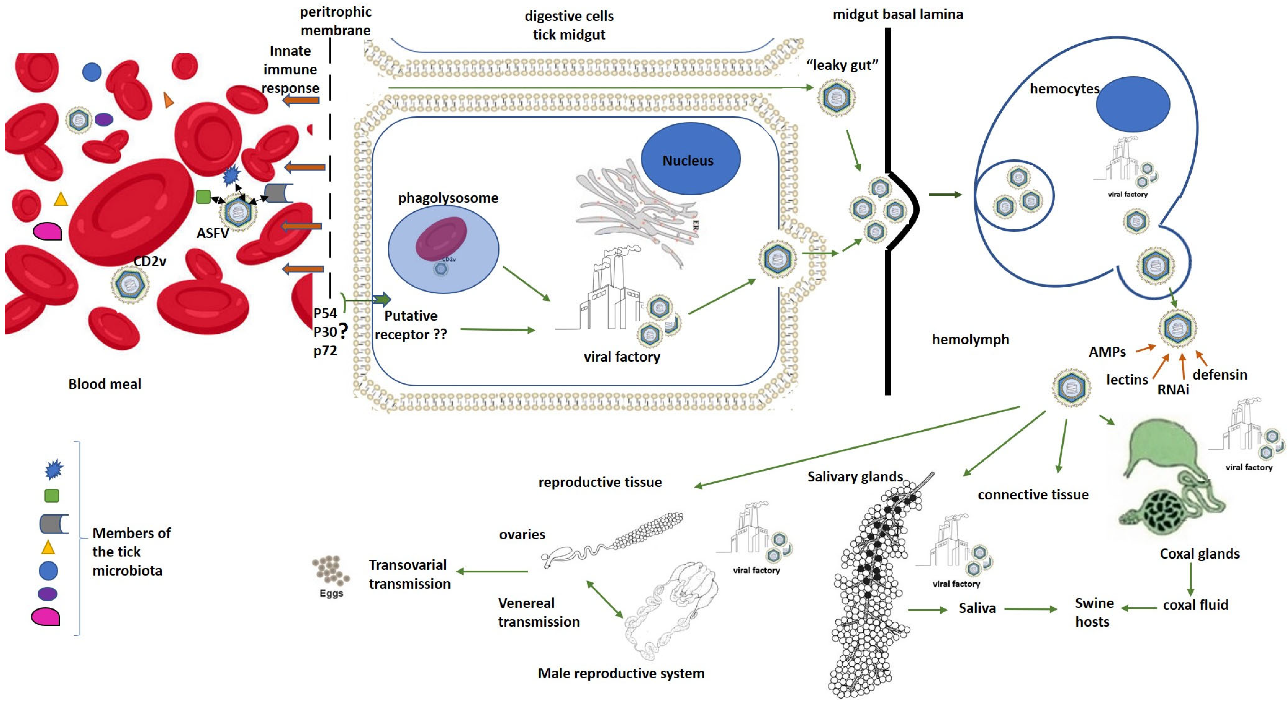 Pathogens 15 00116 g002 Pathogens 15 00116 g002