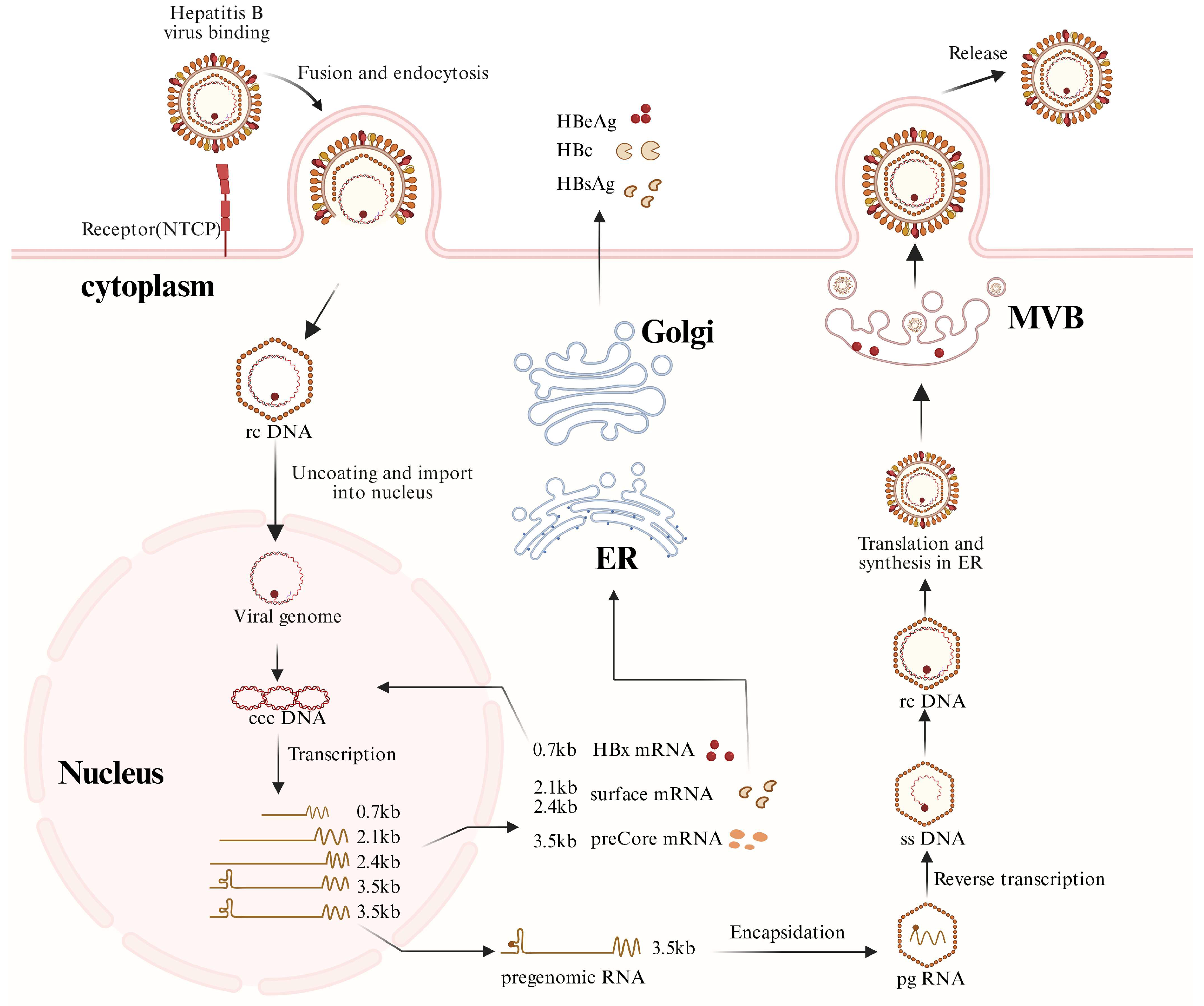 Pathogens 15 00153 g001 Pathogens 15 00153 g001