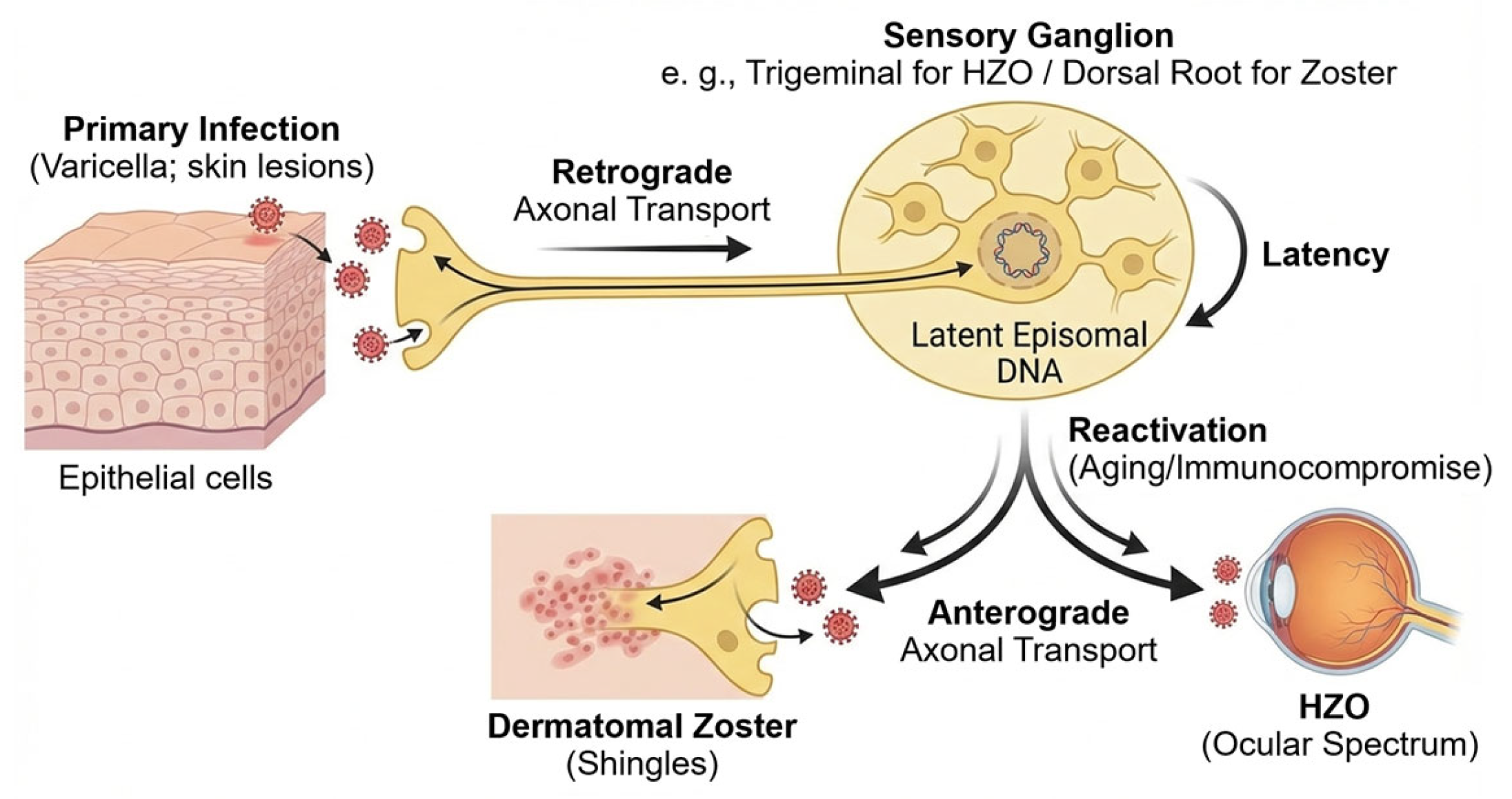 Pathogens 15 00157 g002