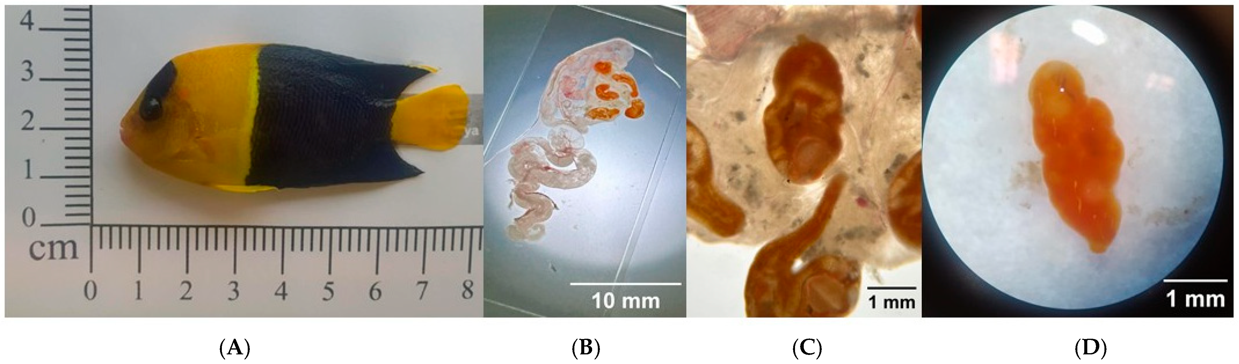 Pathogens 15 00245 g001 Pathogens 15 00245 g001