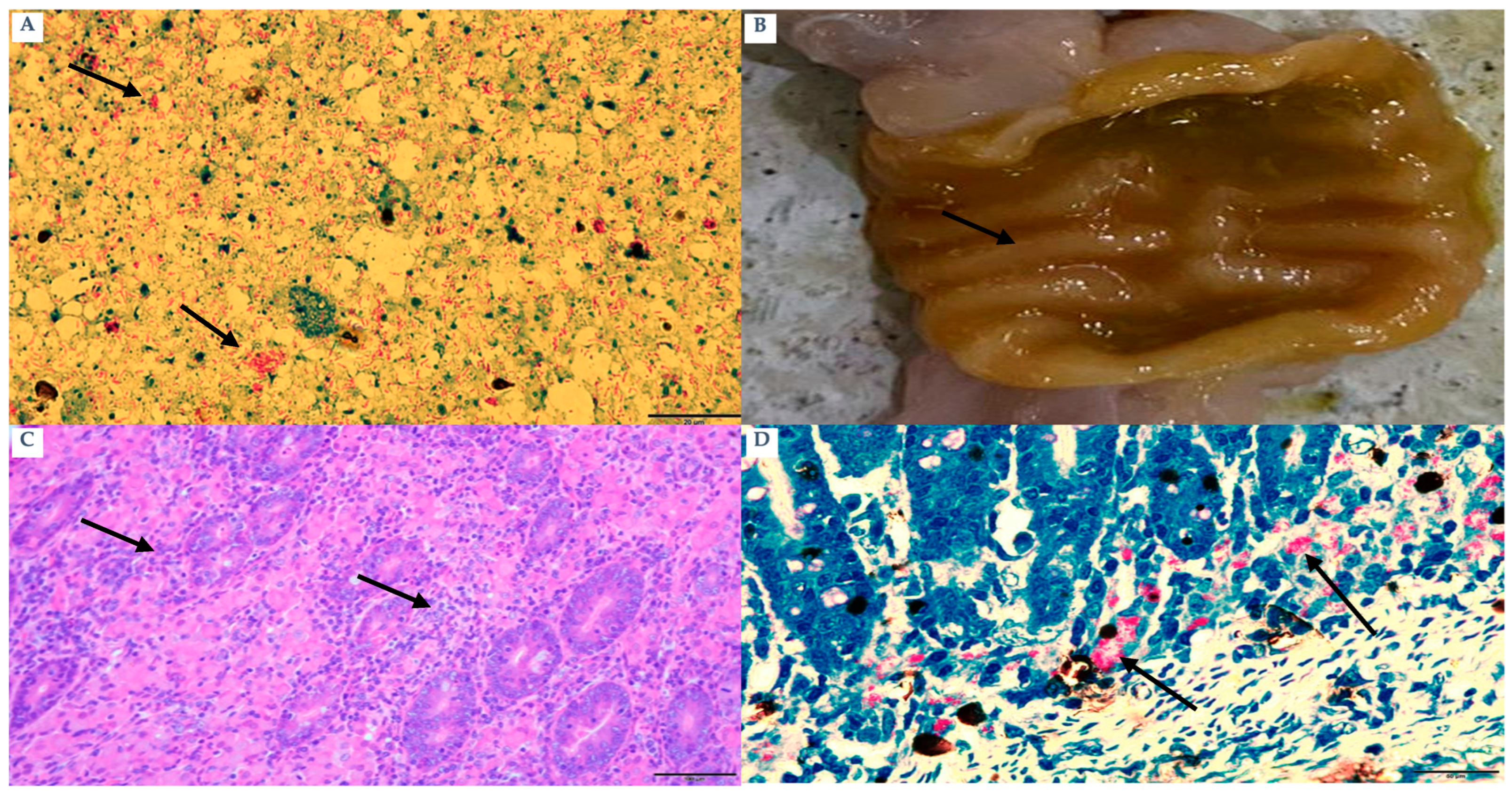 Pathogens 15 00355 g002 Pathogens 15 00355 g002