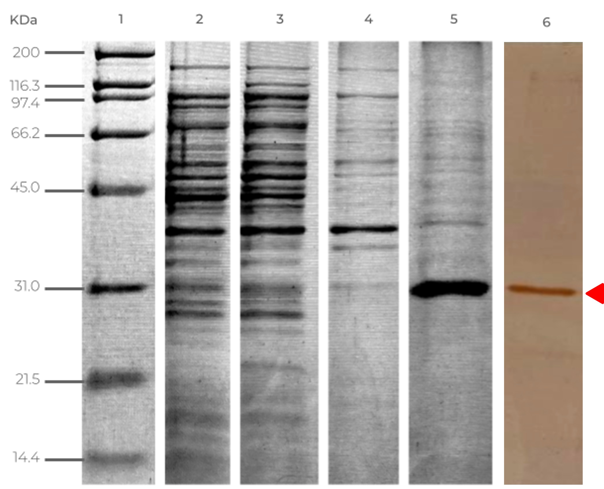 Pathogens 15 00374 g001 Pathogens 15 00374 g001