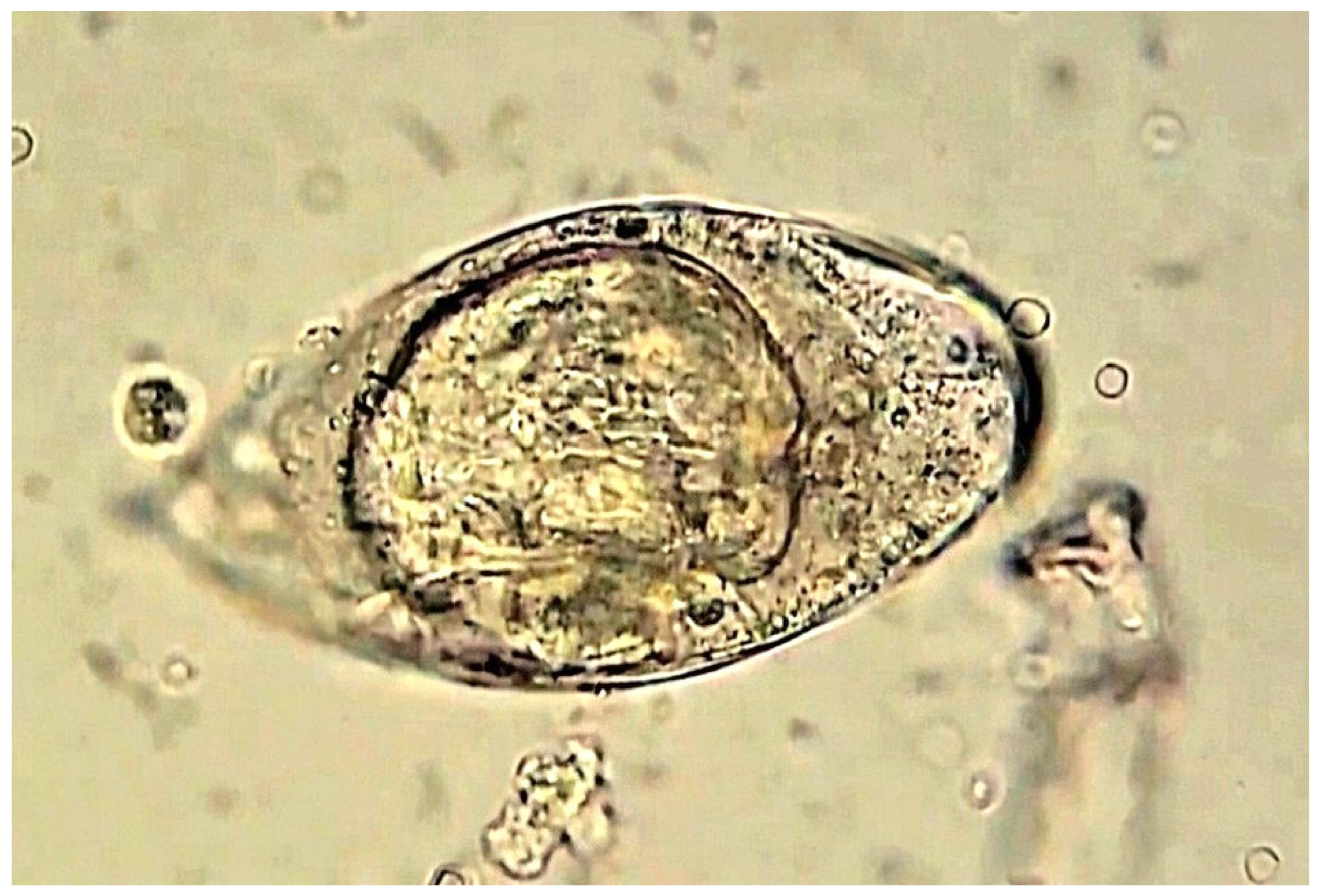 Pathogens 15 00536 g003 Pathogens 15 00536 g003