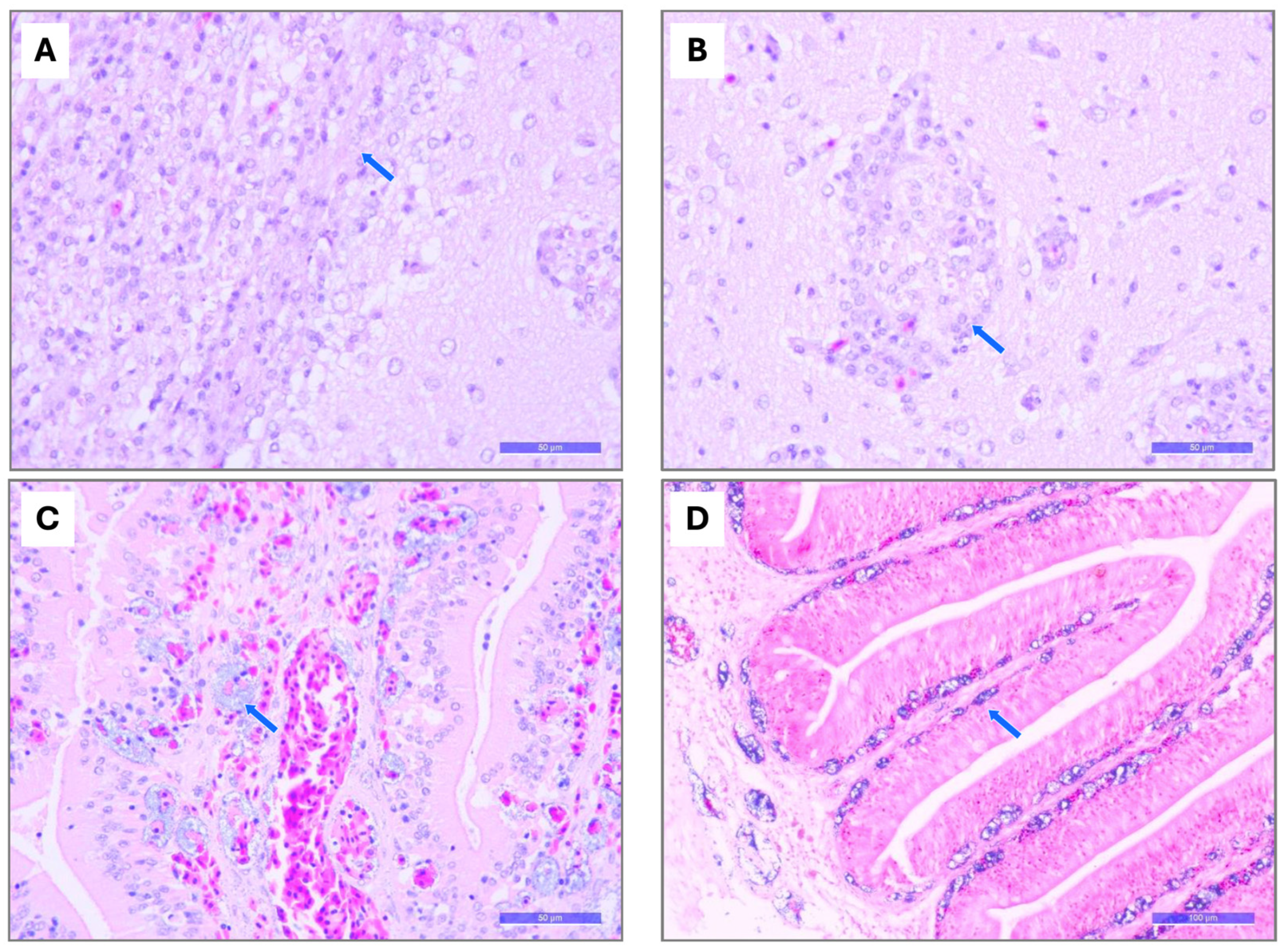 Pathogens 15 00545 g006 Pathogens 15 00545 g006