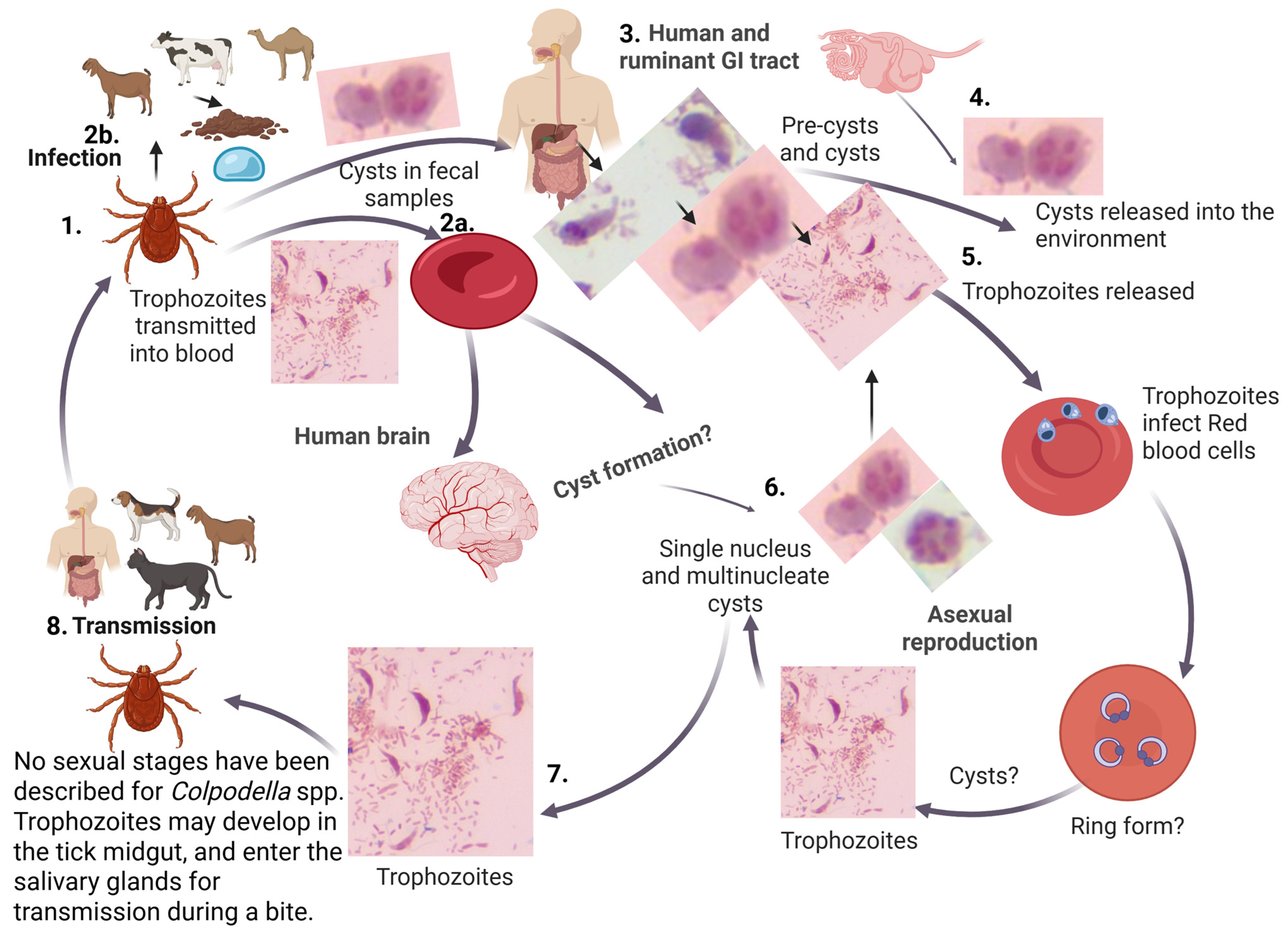 Pathogens 15 00563 g001 Pathogens 15 00563 g001