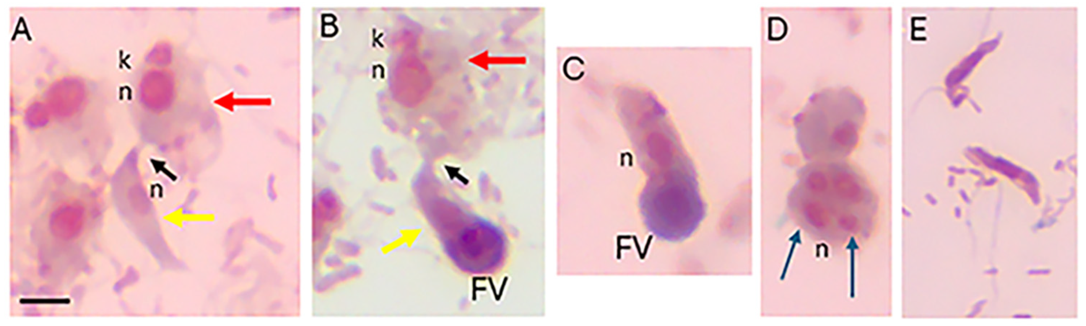 Pathogens 15 00563 g002 Pathogens 15 00563 g002