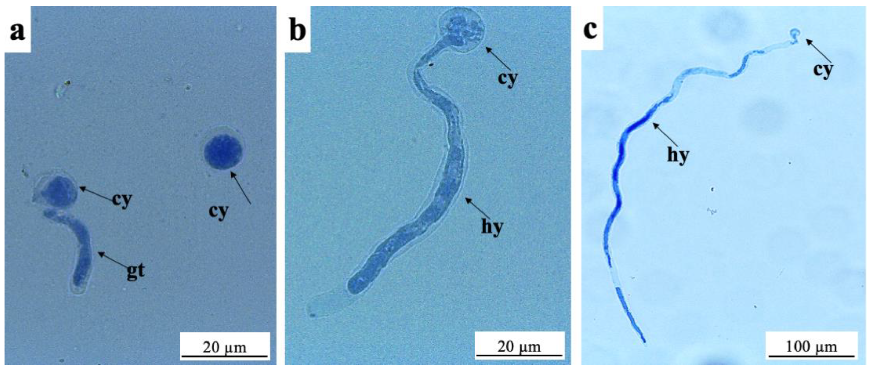 Pathogens 15 00609 g002