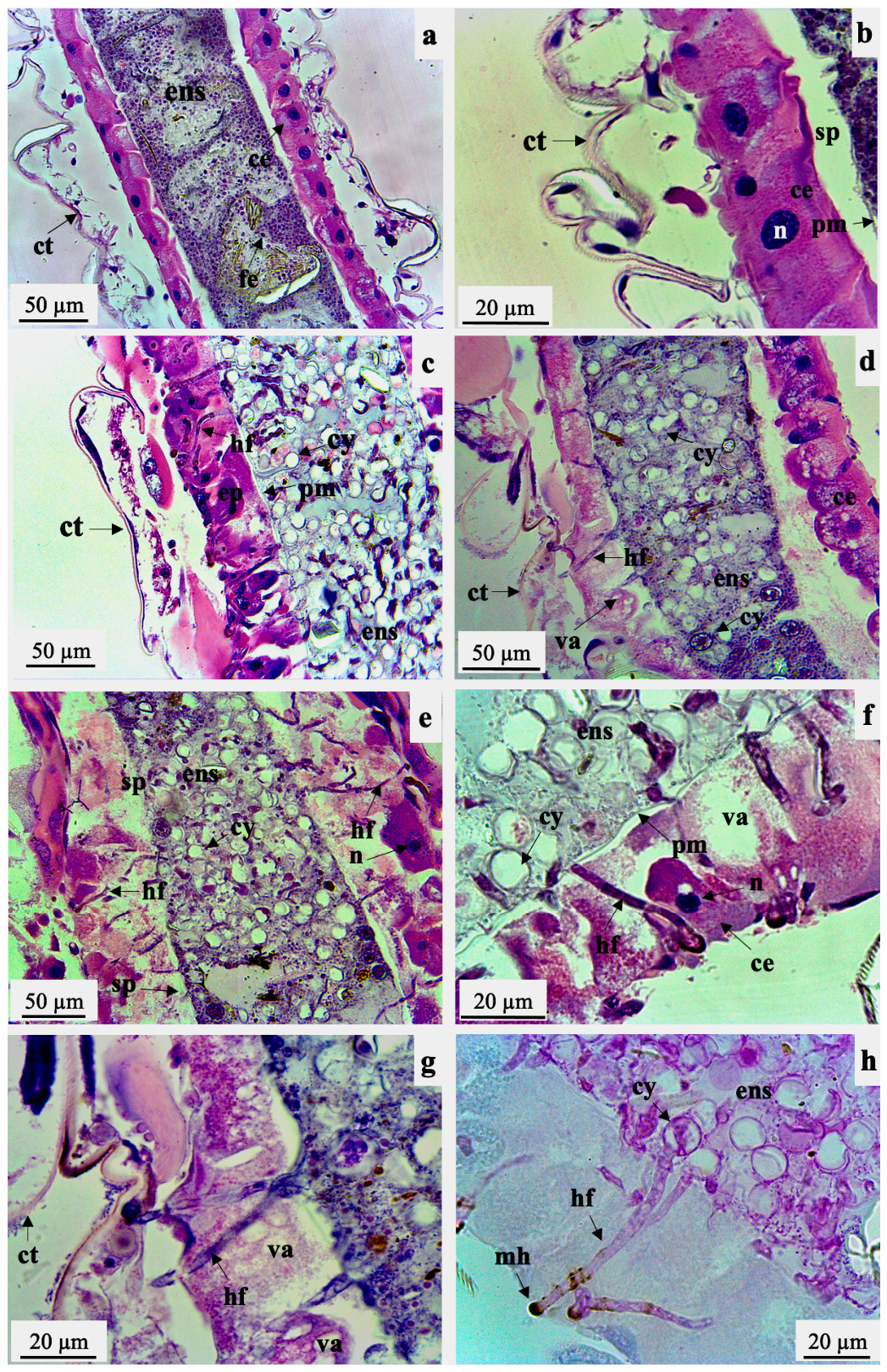 Pathogens 15 00609 g005