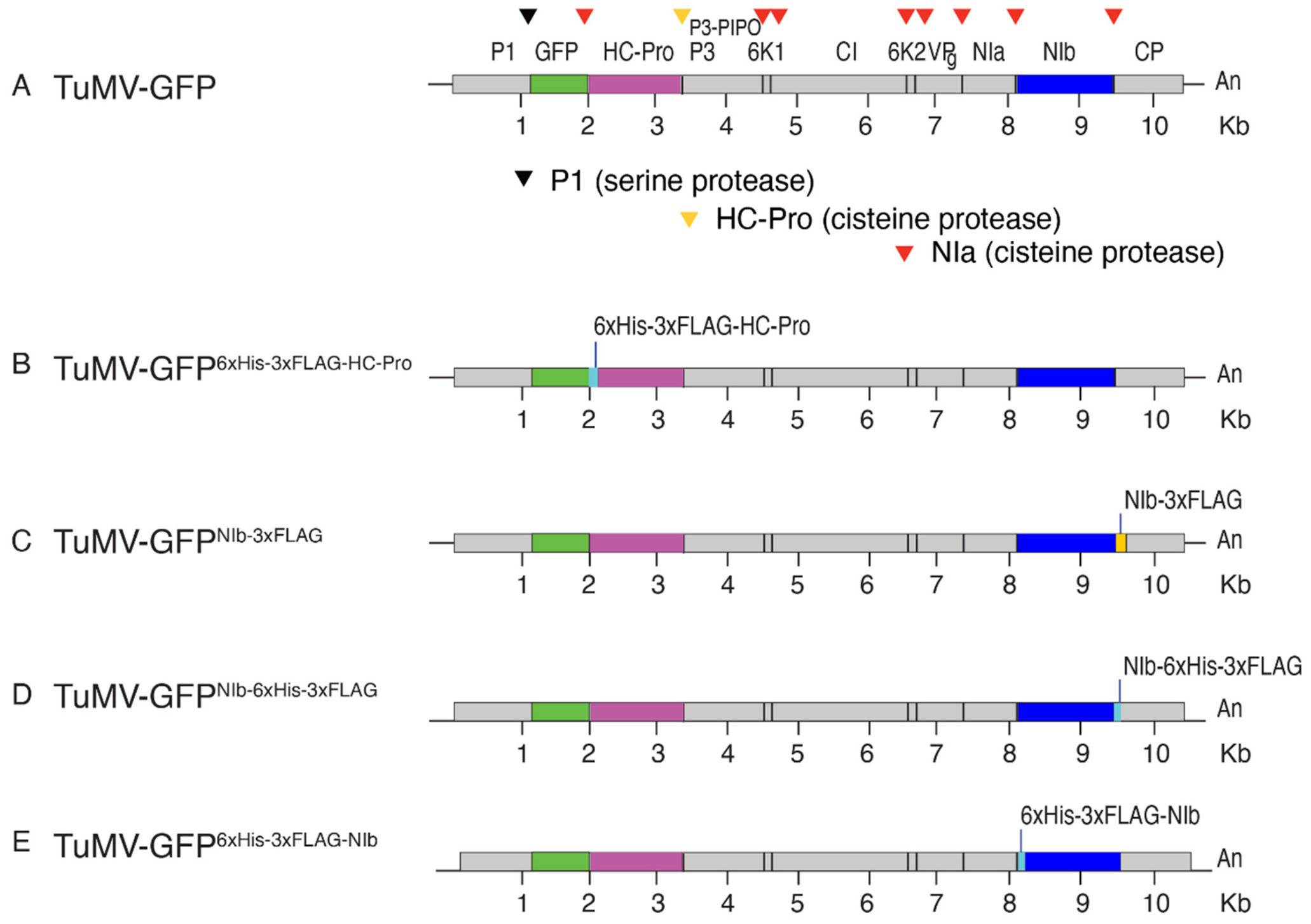 Pathogens 15 00611 g001 Pathogens 15 00611 g001