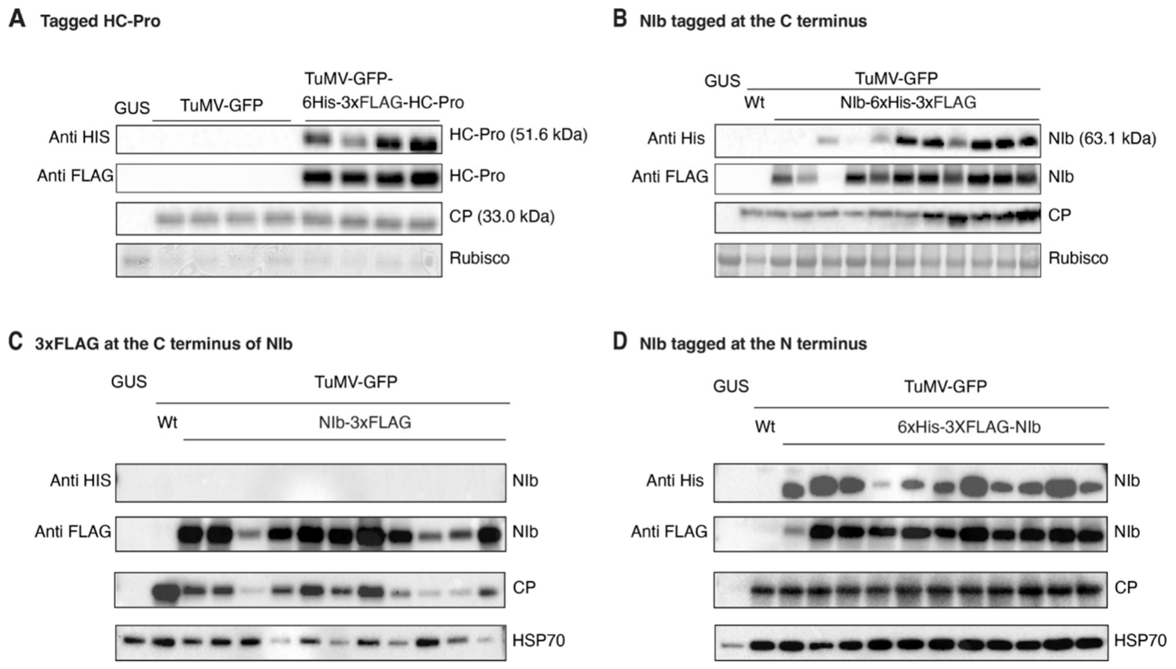 Pathogens 15 00611 g004 Pathogens 15 00611 g004