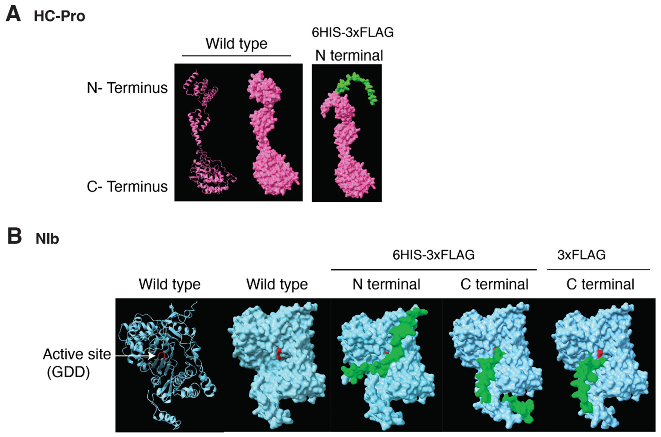 Pathogens 15 00611 g007 Pathogens 15 00611 g007