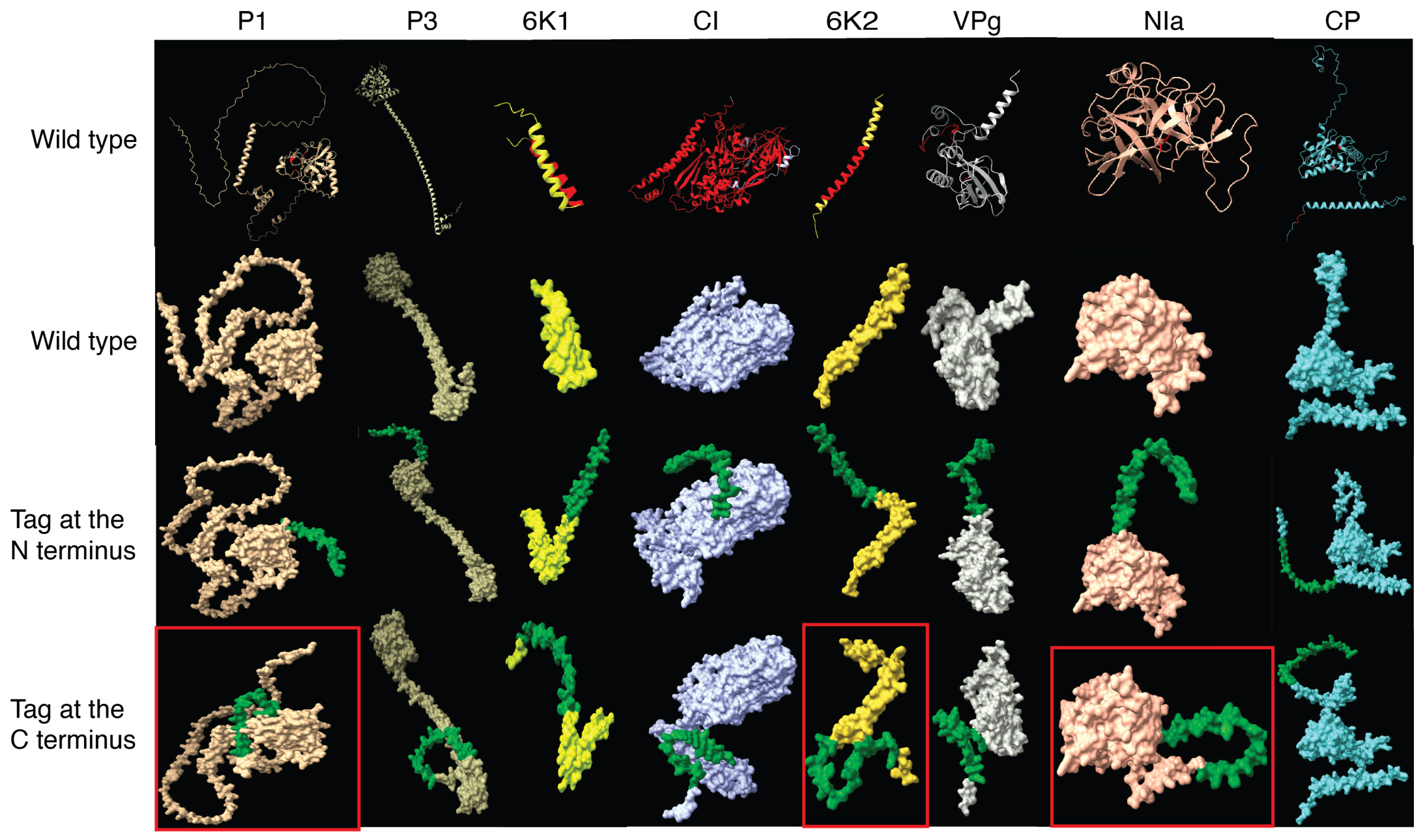 Pathogens 15 00611 g009 Pathogens 15 00611 g009