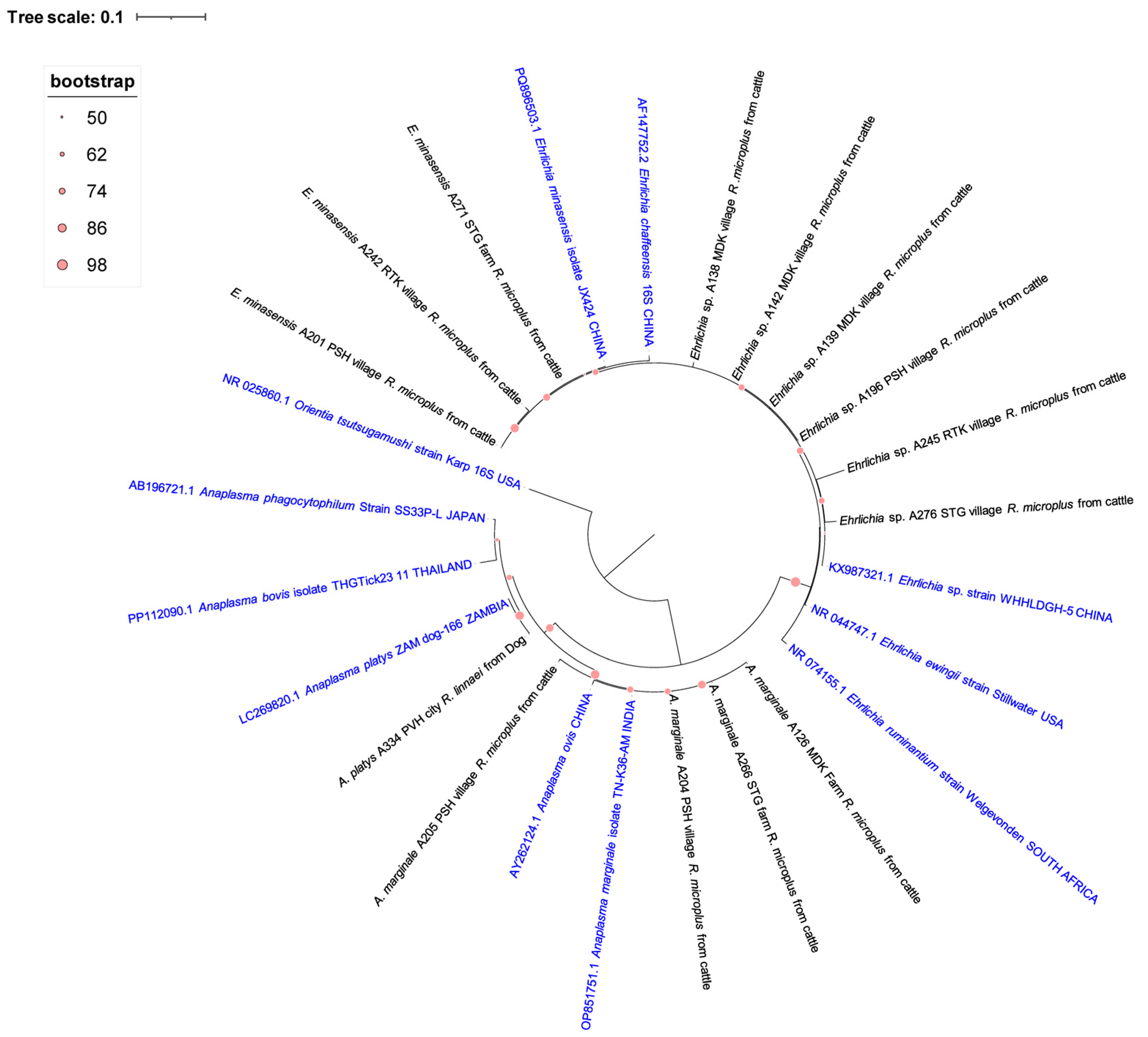 Pathogens 15 00641 g002 Pathogens 15 00641 g002