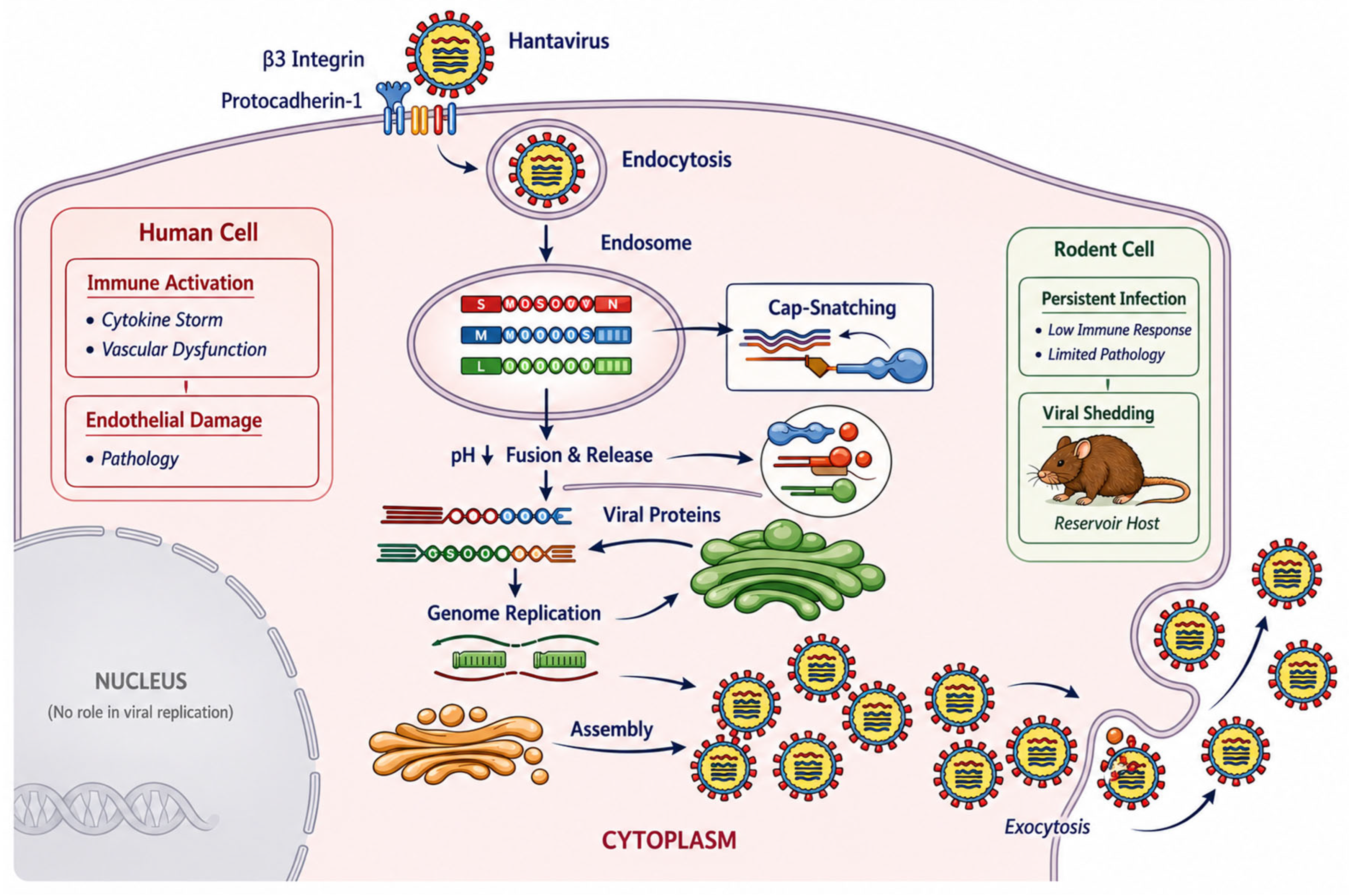 Pathogens 15 00652 g001 Pathogens 15 00652 g001