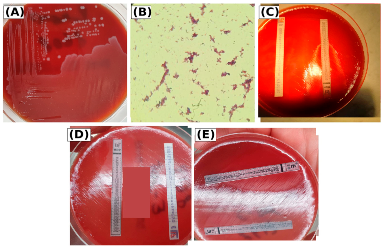 Pathogens 15 00674 g002 Pathogens 15 00674 g002