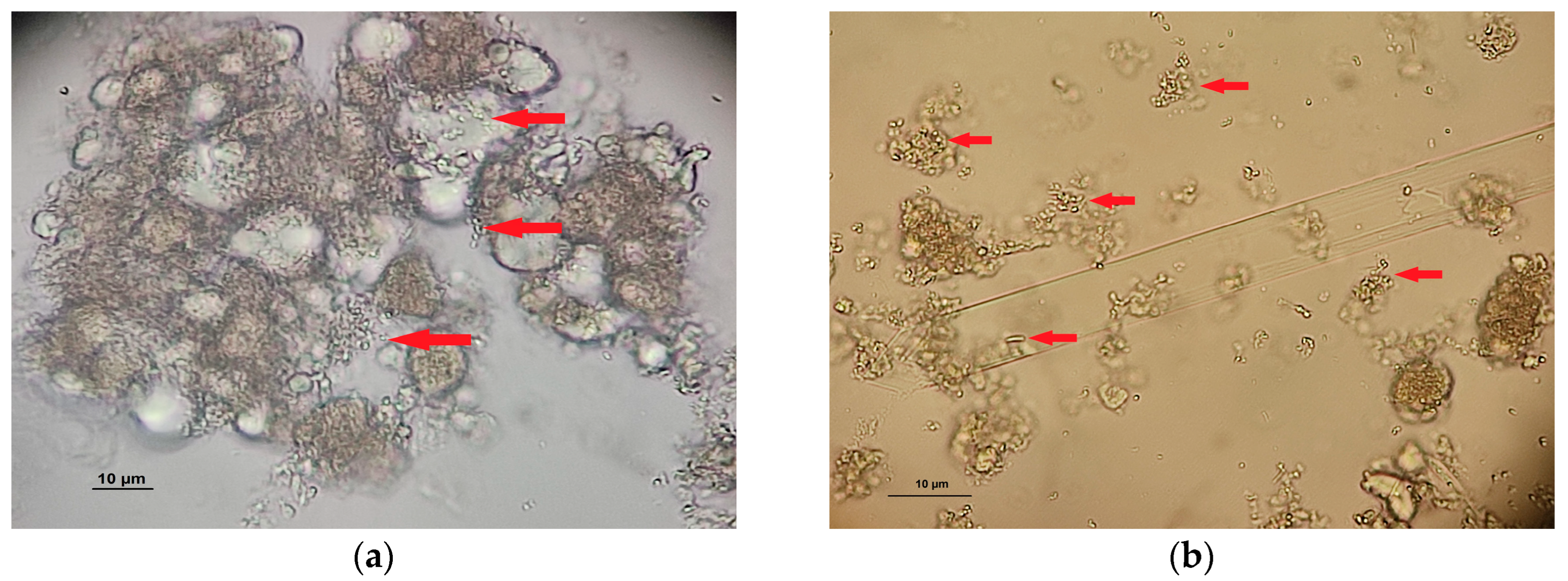 Pathogens 15 00681 g002 Pathogens 15 00681 g002