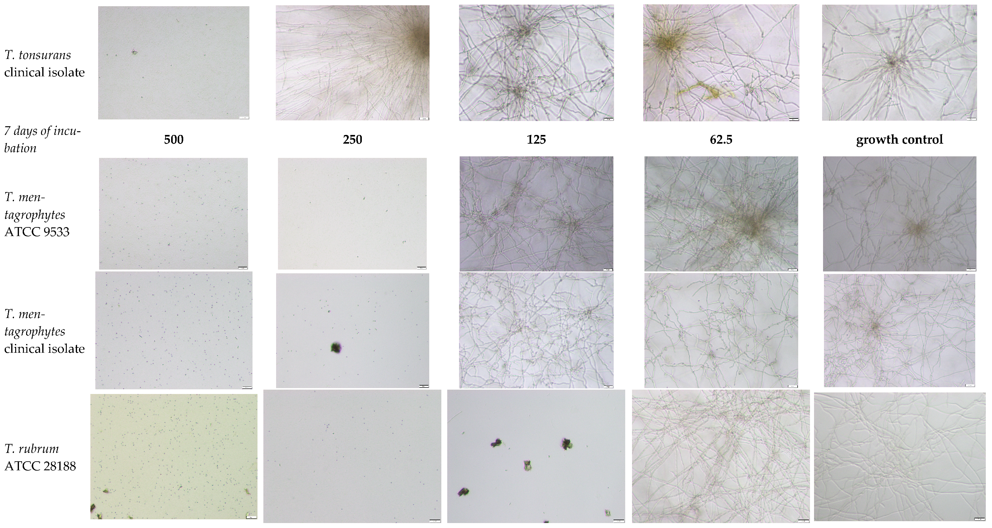 Pathogens 15 00688 g0a1b