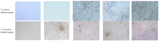 Pathogens 15 00688 g0a1c