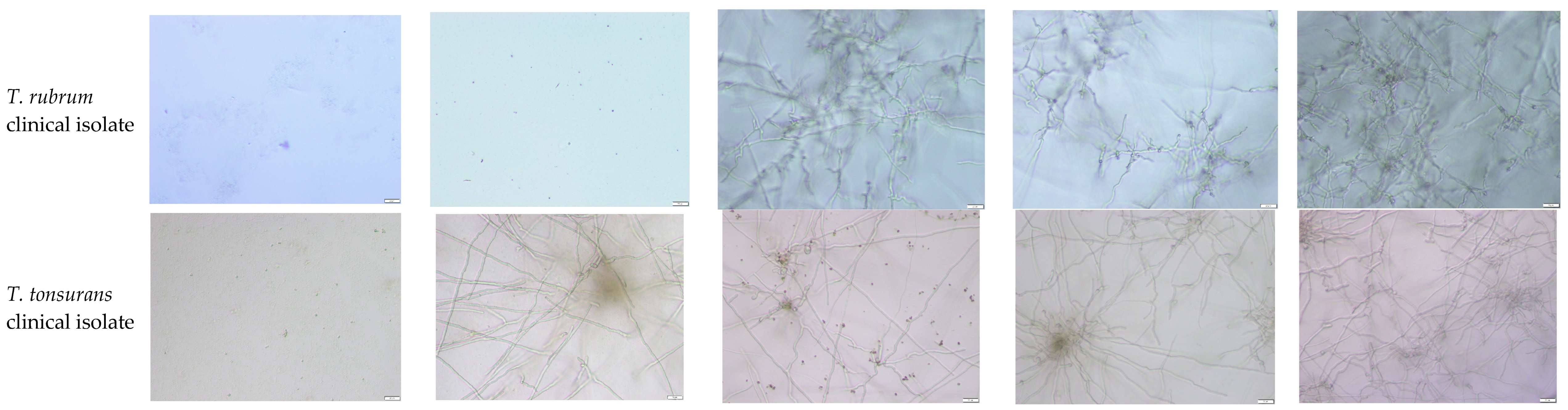 Pathogens 15 00688 g0a1c
