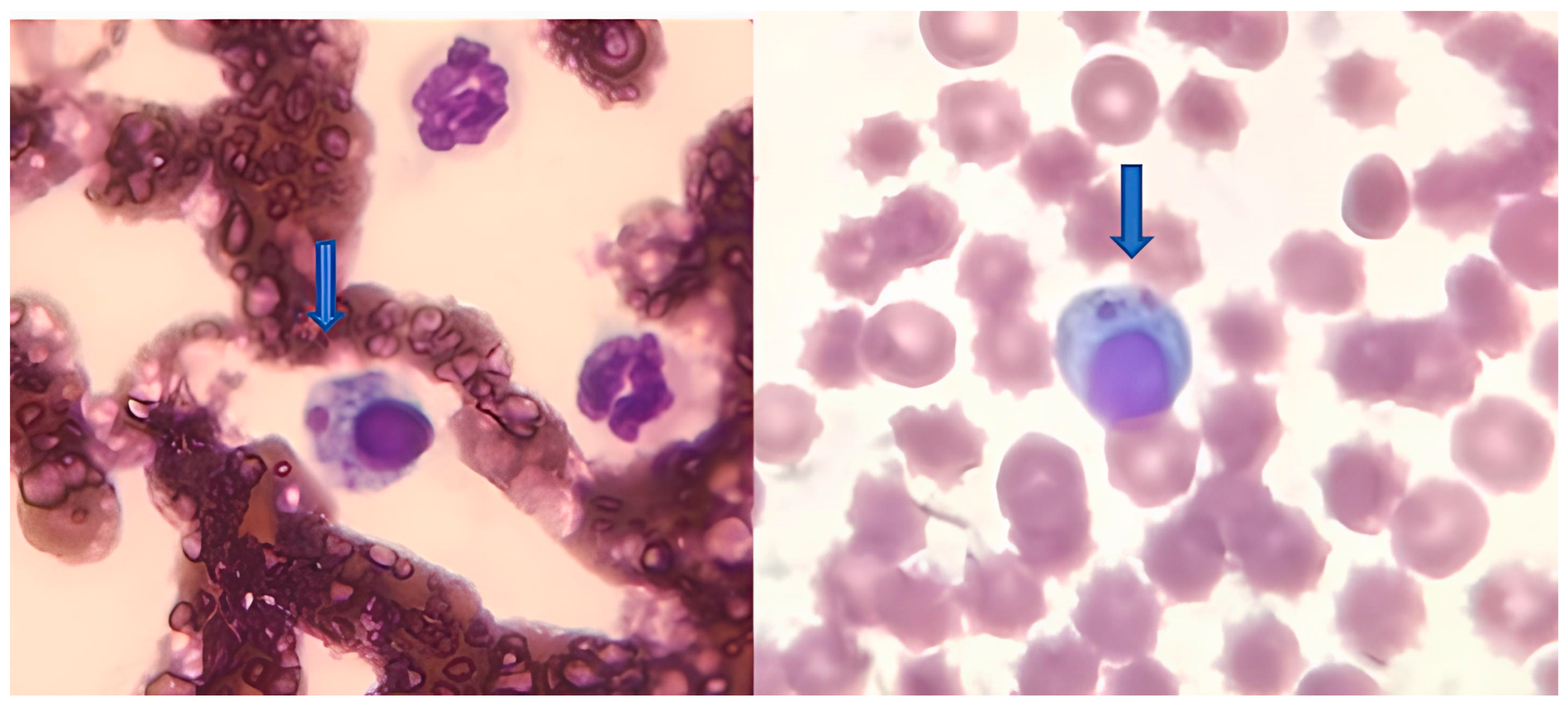 Pathogens 15 00694 g003 Pathogens 15 00694 g003