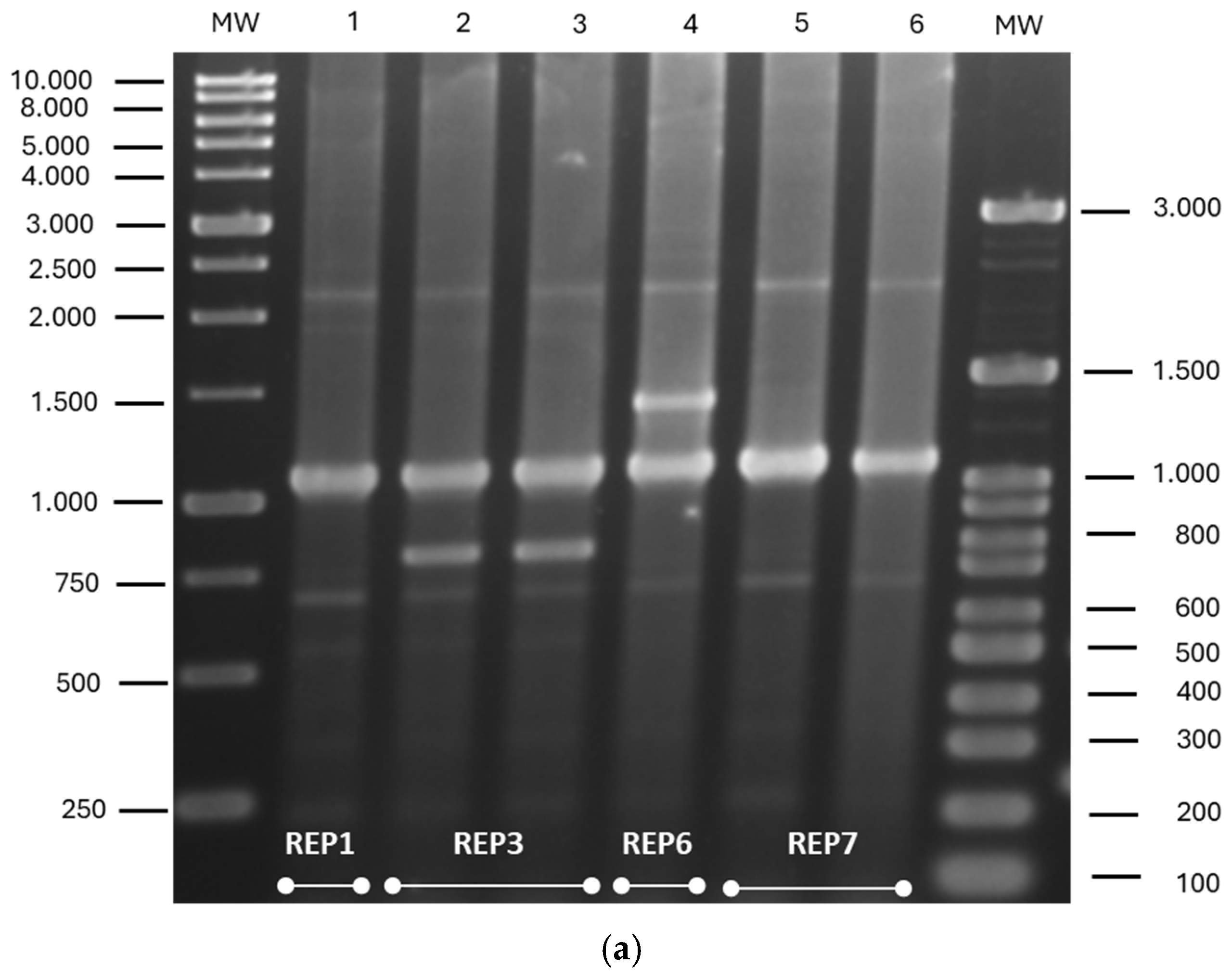 Pathogens 15 00744 g003a Pathogens 15 00744 g003a