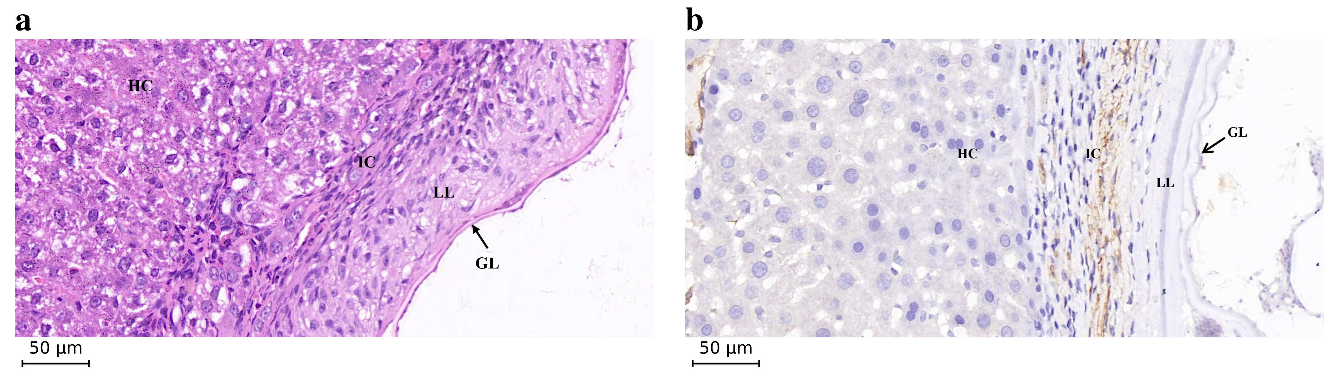 Pathogens 15 00987 g003 Pathogens 15 00987 g003