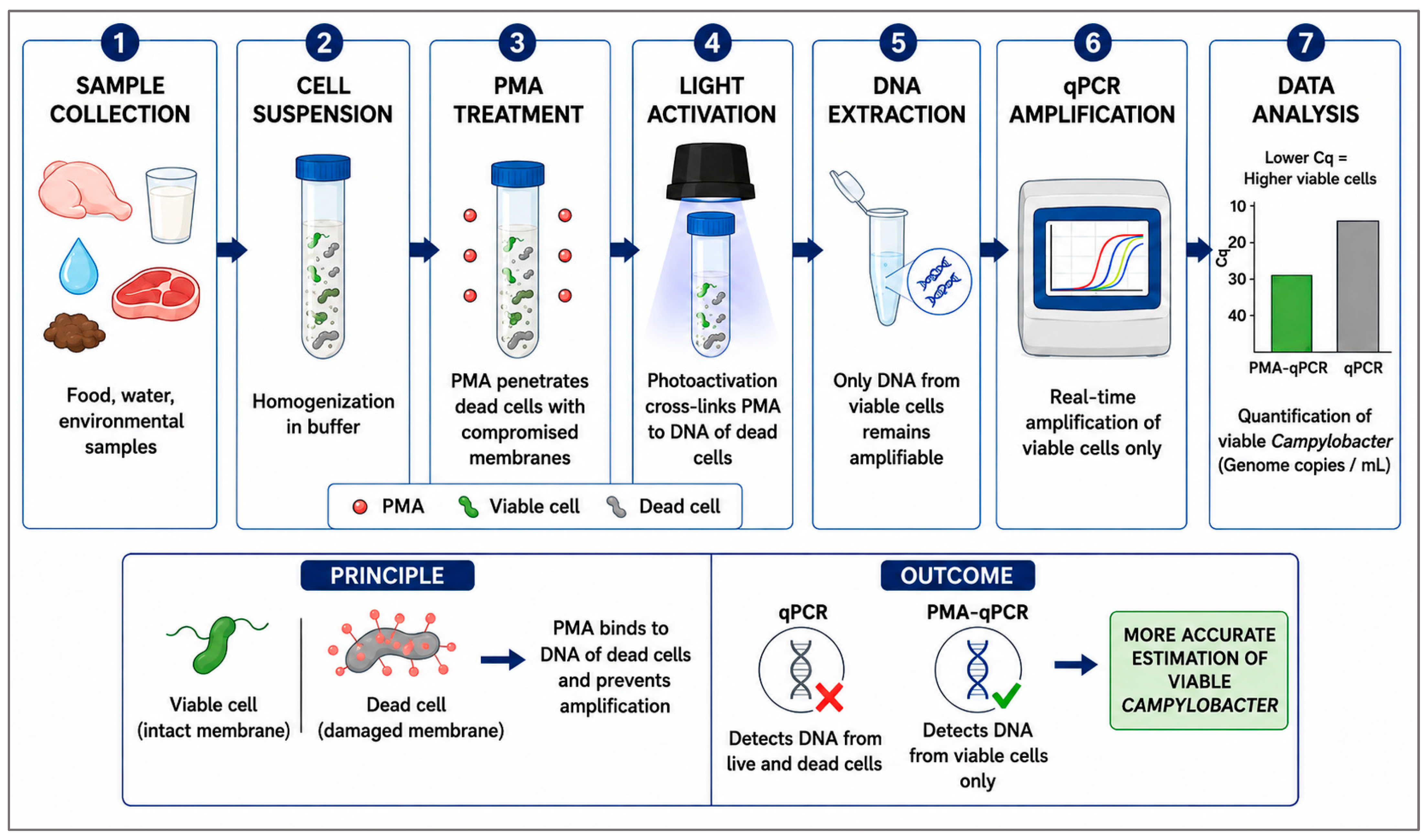 Pathogens 15 01024 g003 Pathogens 15 01024 g003